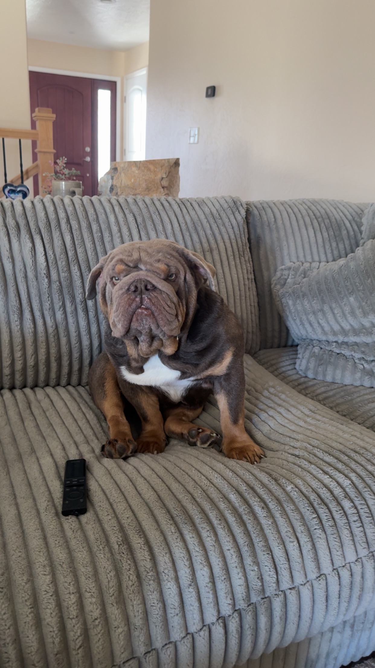 Help Moose Breathe & Heal Before He Goes to His Forever Home campaign photo, 2 of 7