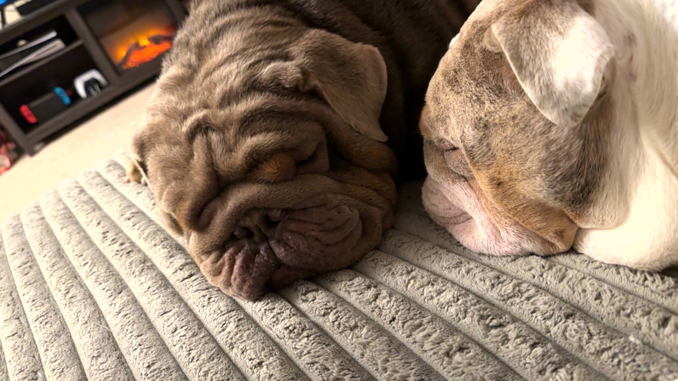 Help Moose Breathe & Heal Before He Goes to His Forever Home campaign photo, 4 of 7