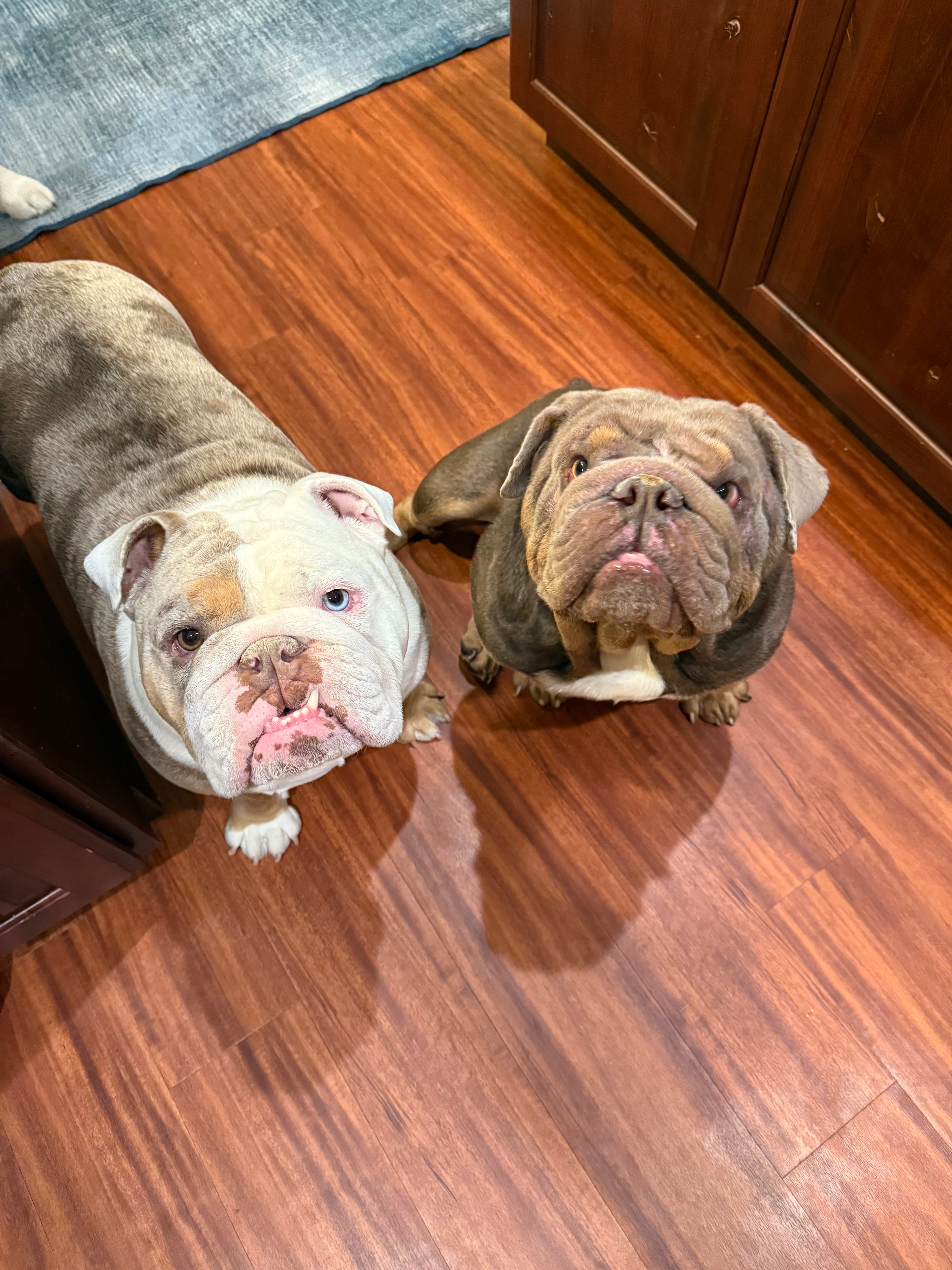 Help Moose Breathe & Heal Before He Goes to His Forever Home campaign photo, 5 of 7