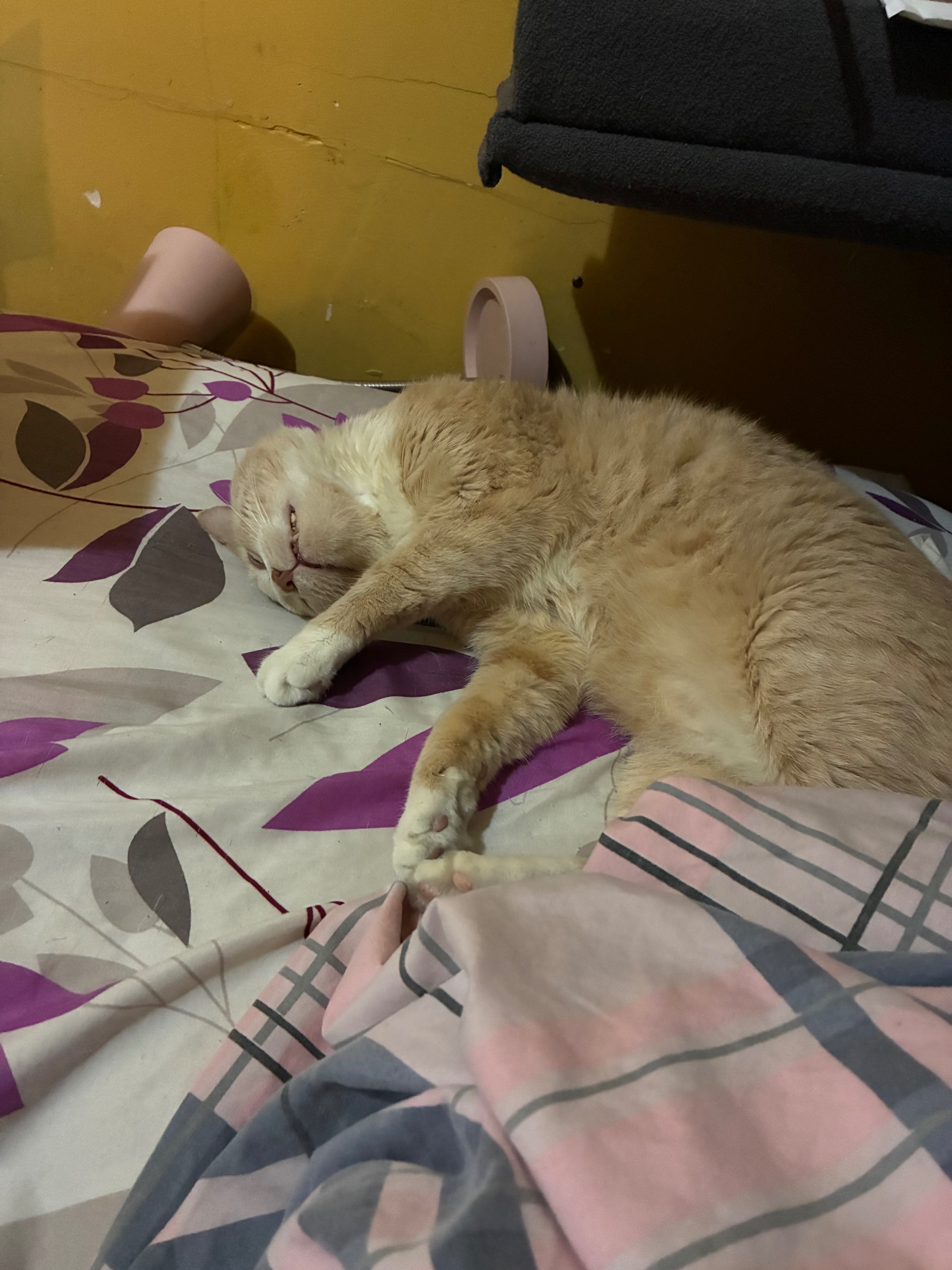 Help Save Our Beloved Cat from Bladder Blockage campaign photo, 6 of 7