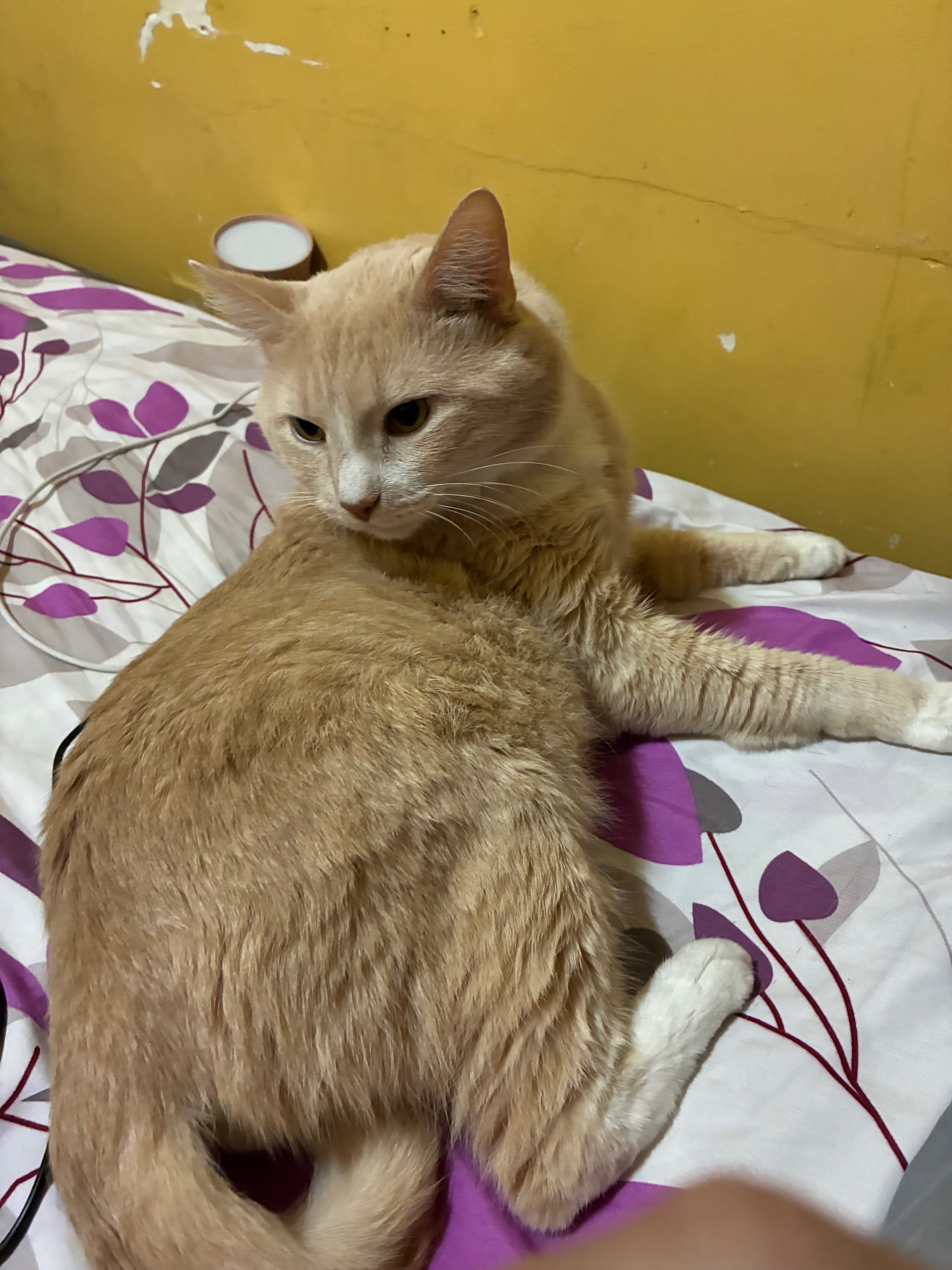Help Save Our Beloved Cat from Bladder Blockage campaign photo, 2 of 7