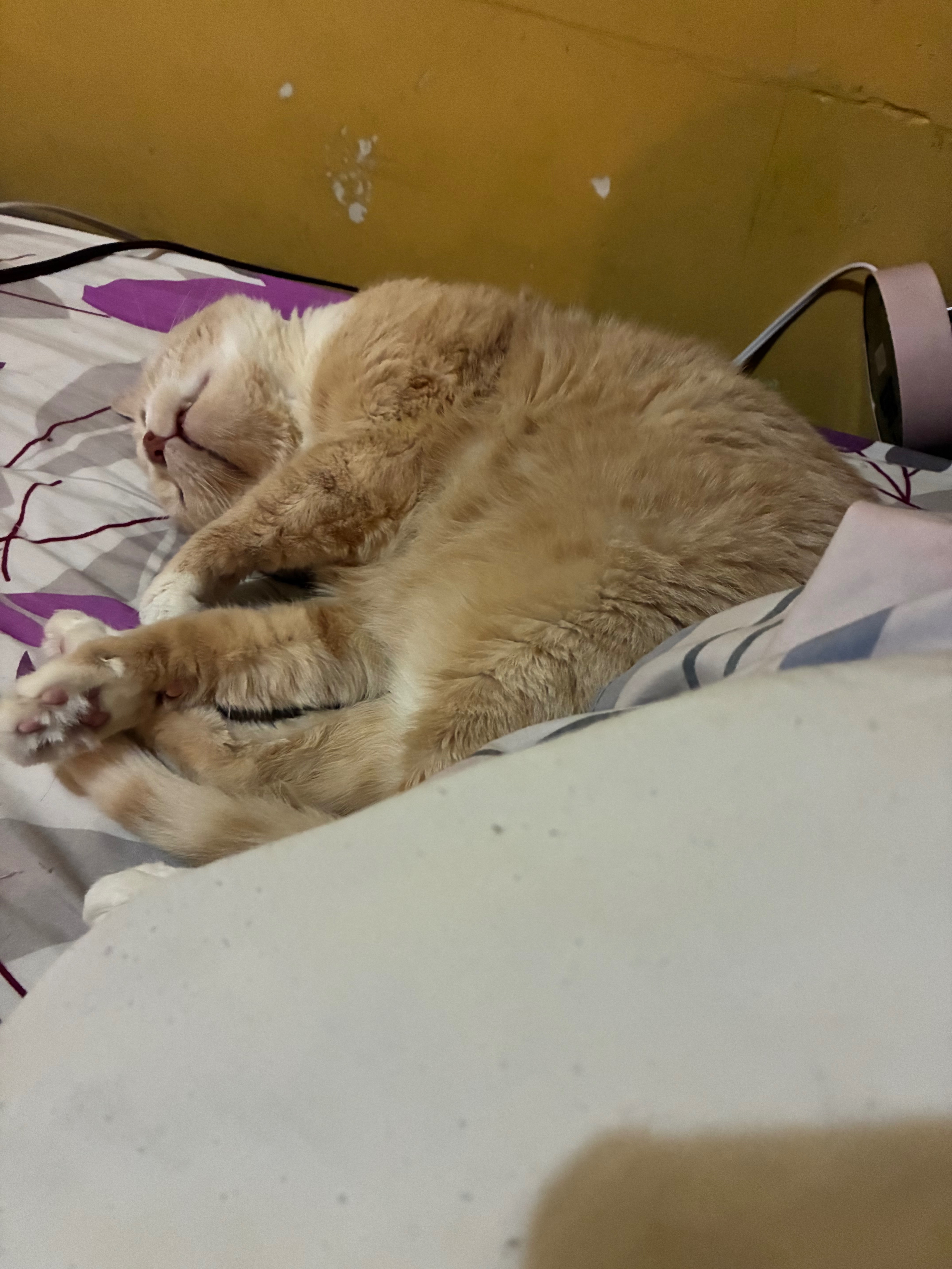 Help Save Our Beloved Cat from Bladder Blockage campaign photo, 4 of 7