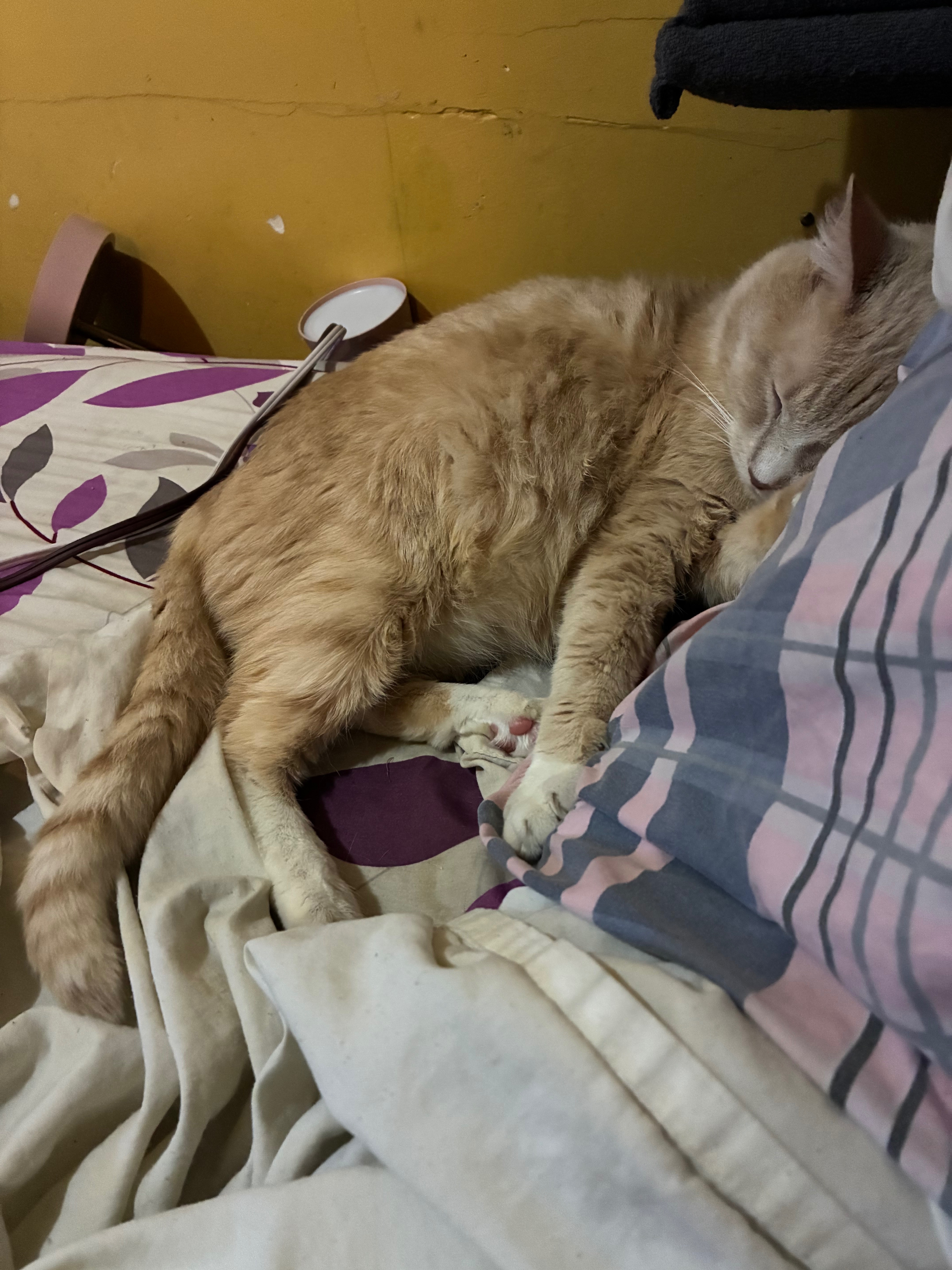 Help Save Our Beloved Cat from Bladder Blockage campaign photo, 5 of 7