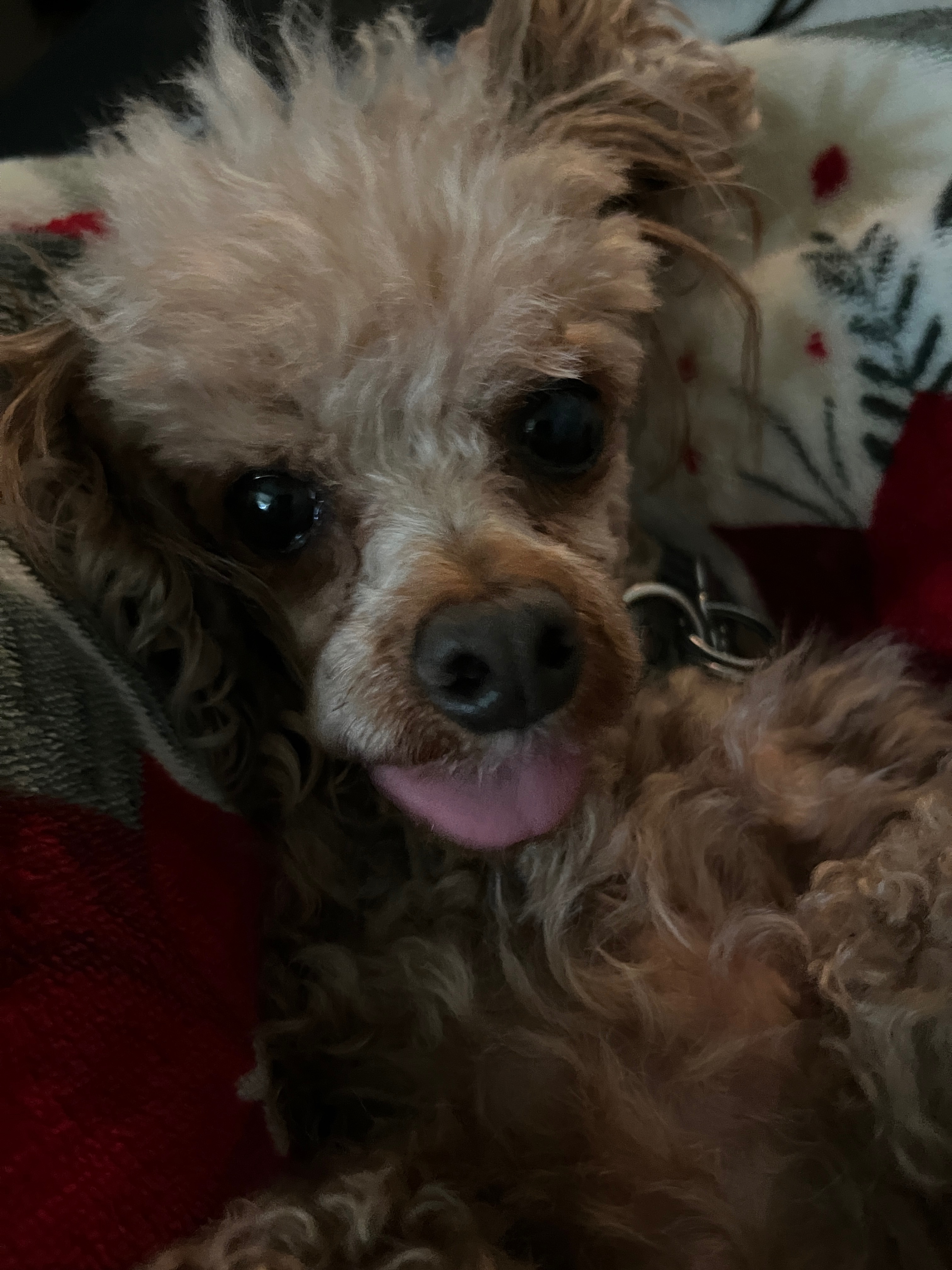 Help Nugget Smile Again! campaign photo, 2 of 7