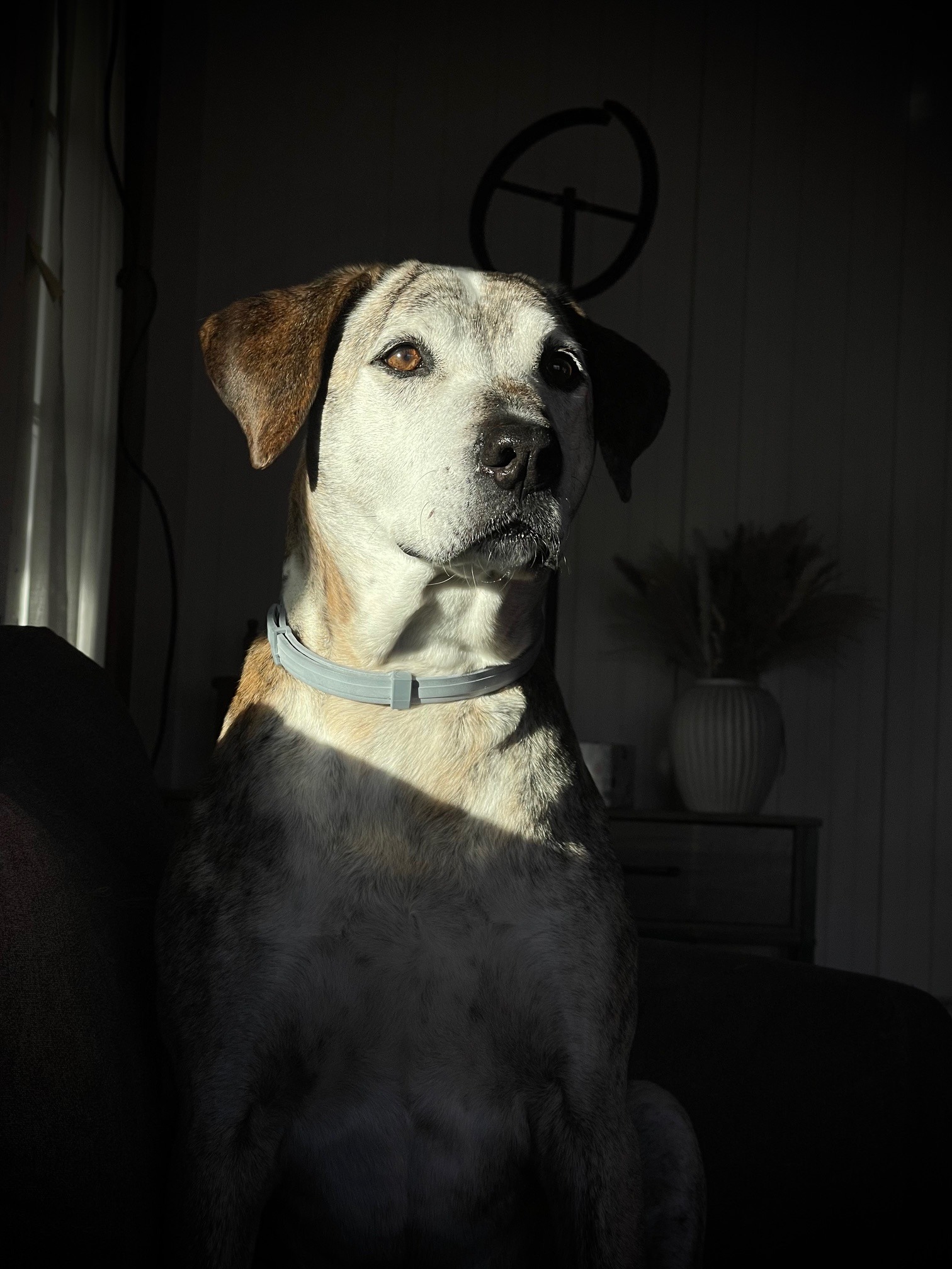 Help Hank Williams Fight Cancer with Dignity campaign photo, 6 of 8
