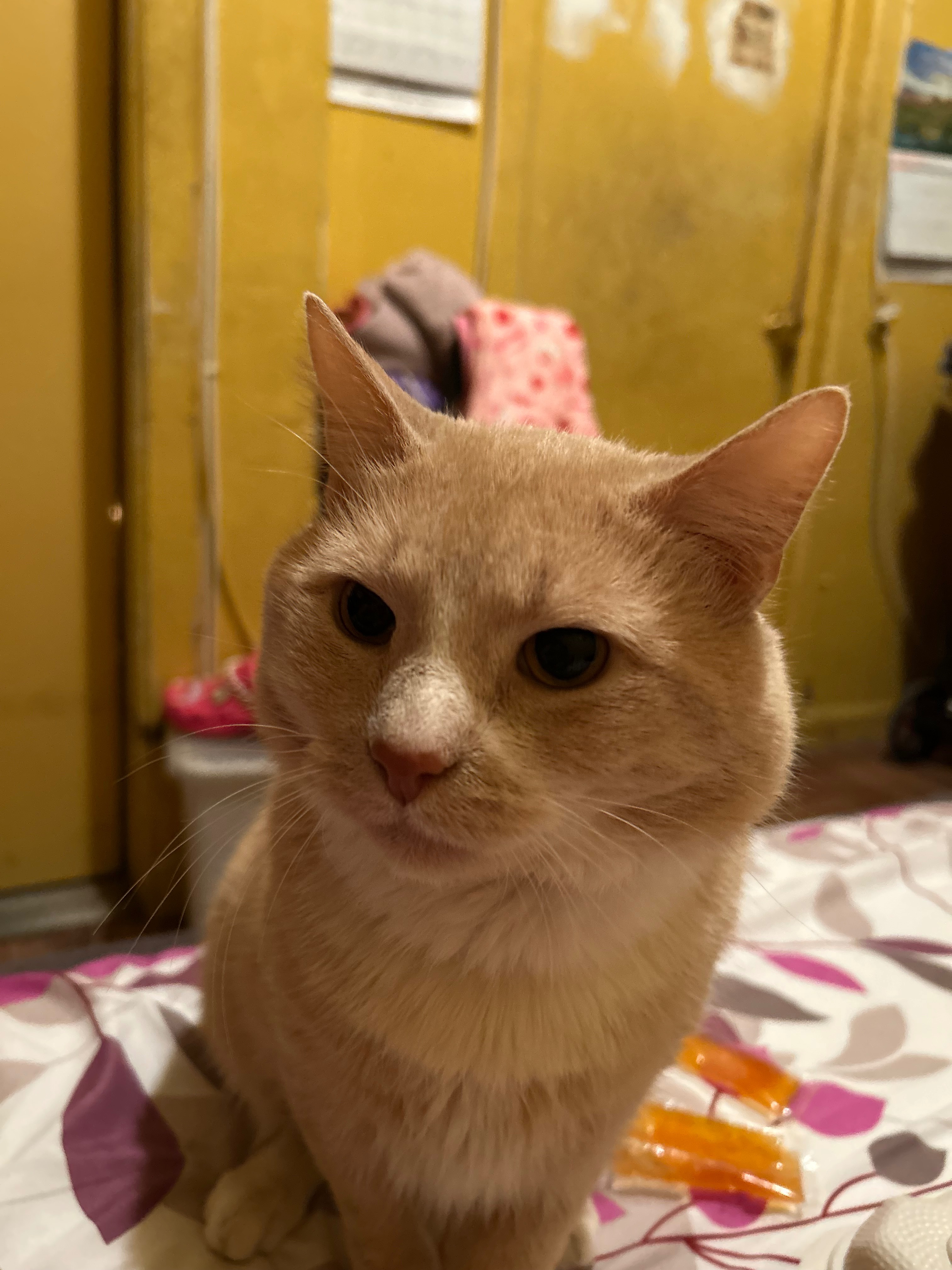Help Boo-Boo Get Lifesaving Surgery campaign photo, 4 of 8
