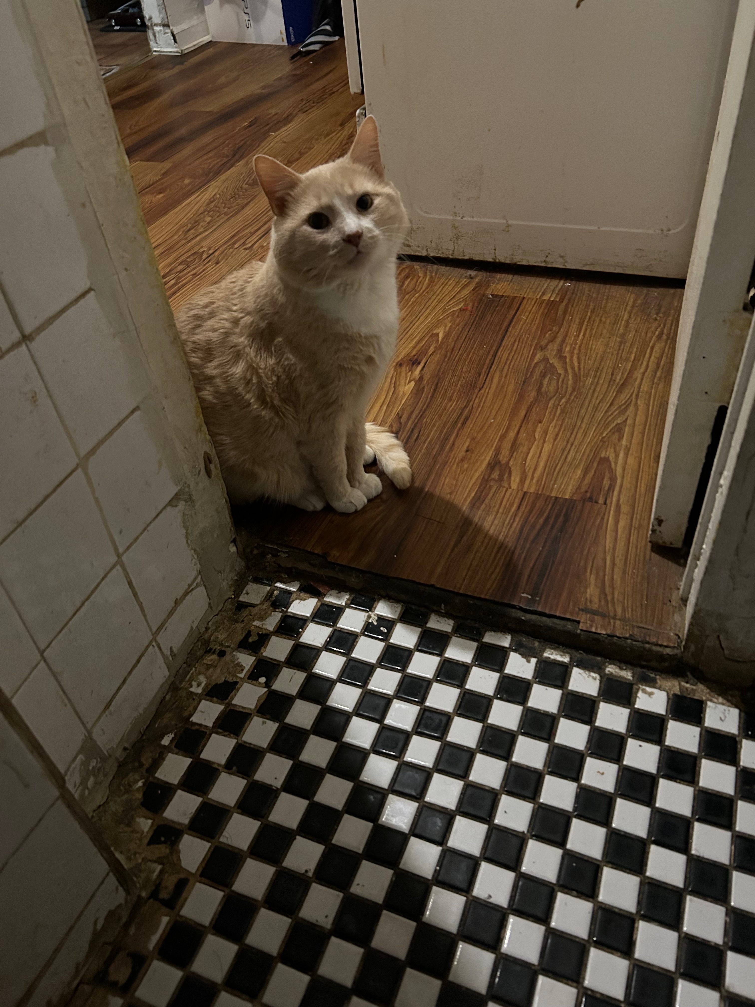Help Boo-Boo Get Lifesaving Surgery campaign photo, 7 of 8