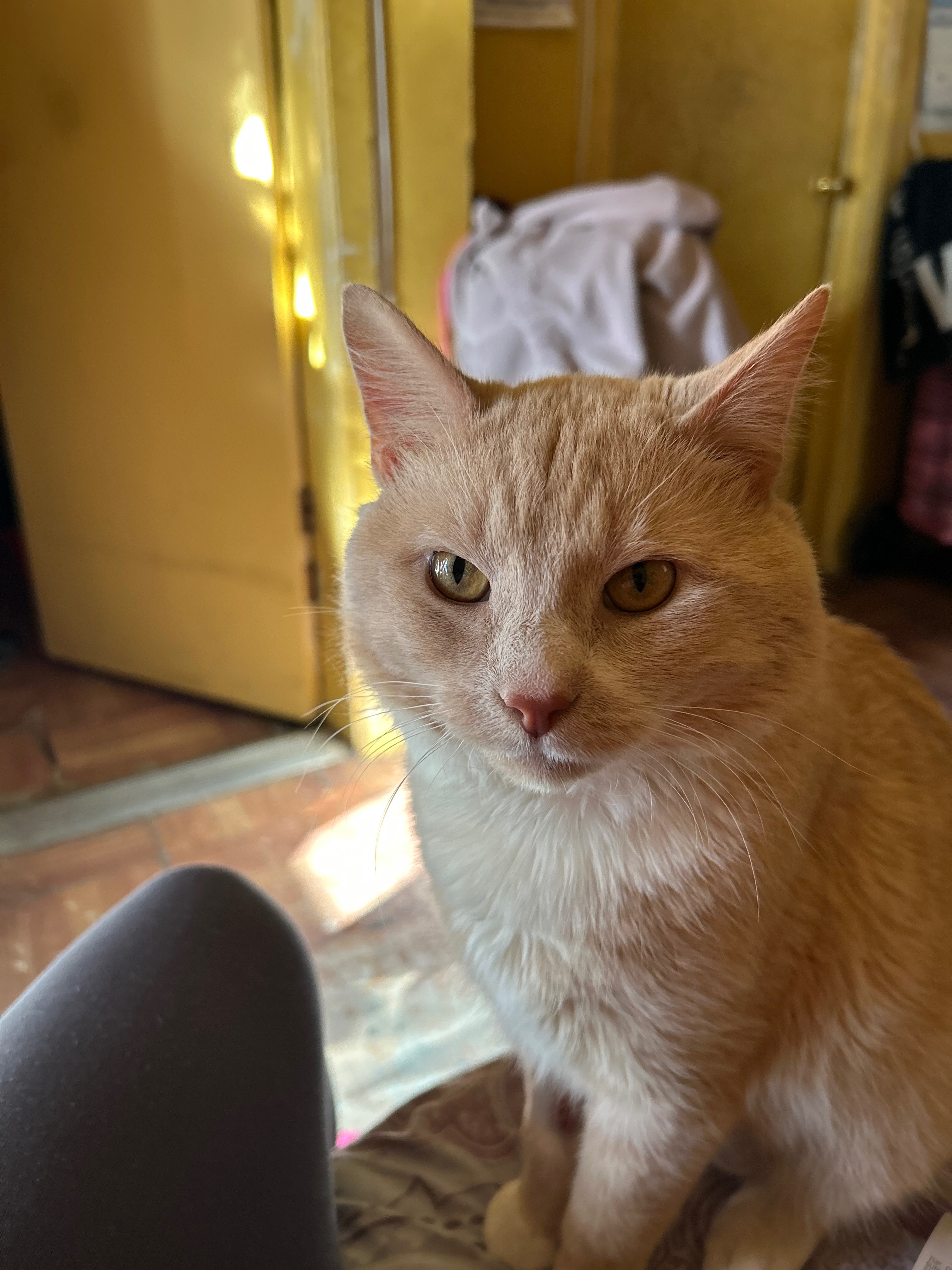 Help Boo-Boo Get Lifesaving Surgery campaign photo, 2 of 8