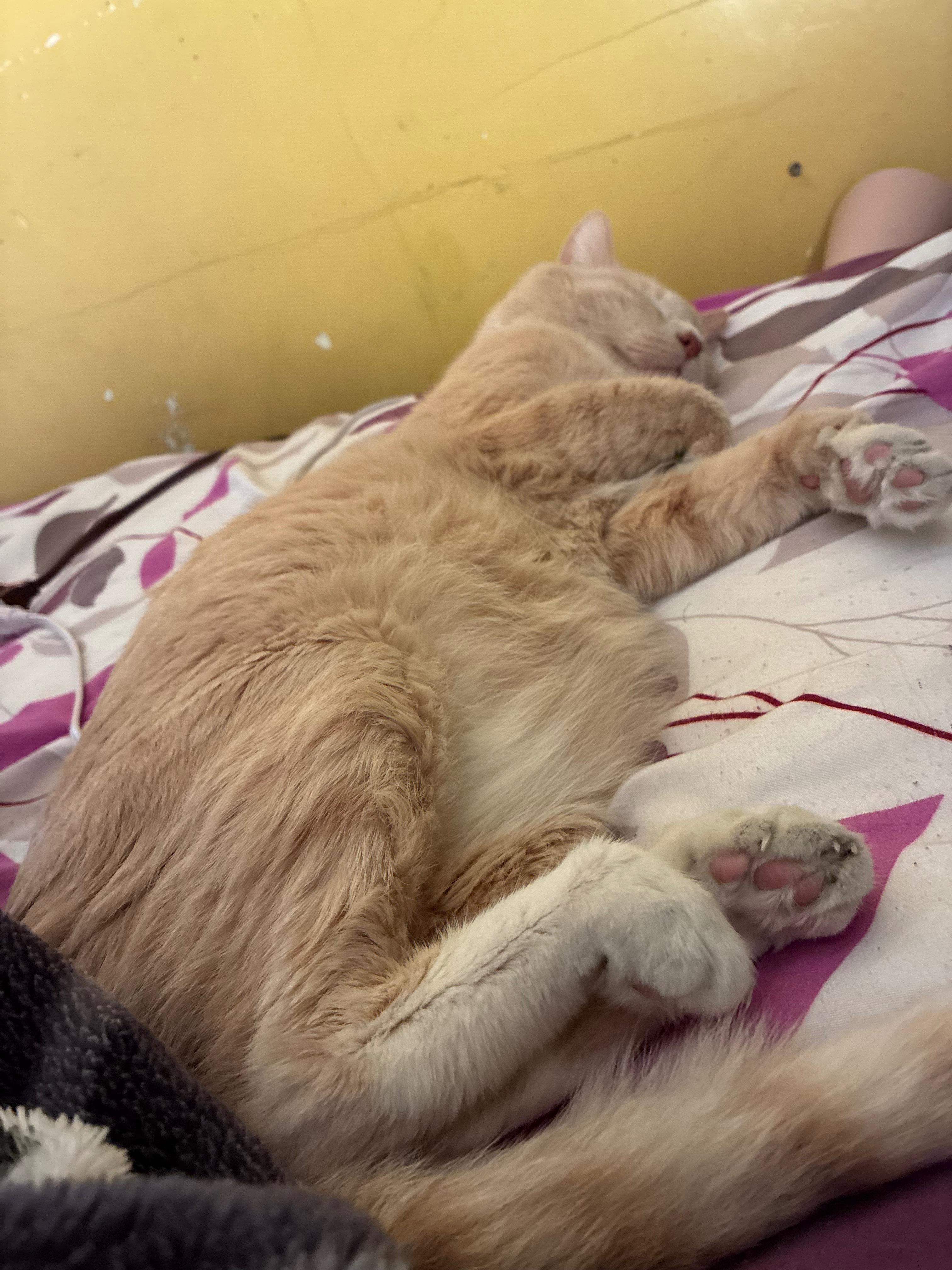 Help Boo-Boo Get Lifesaving Surgery campaign photo, 6 of 8
