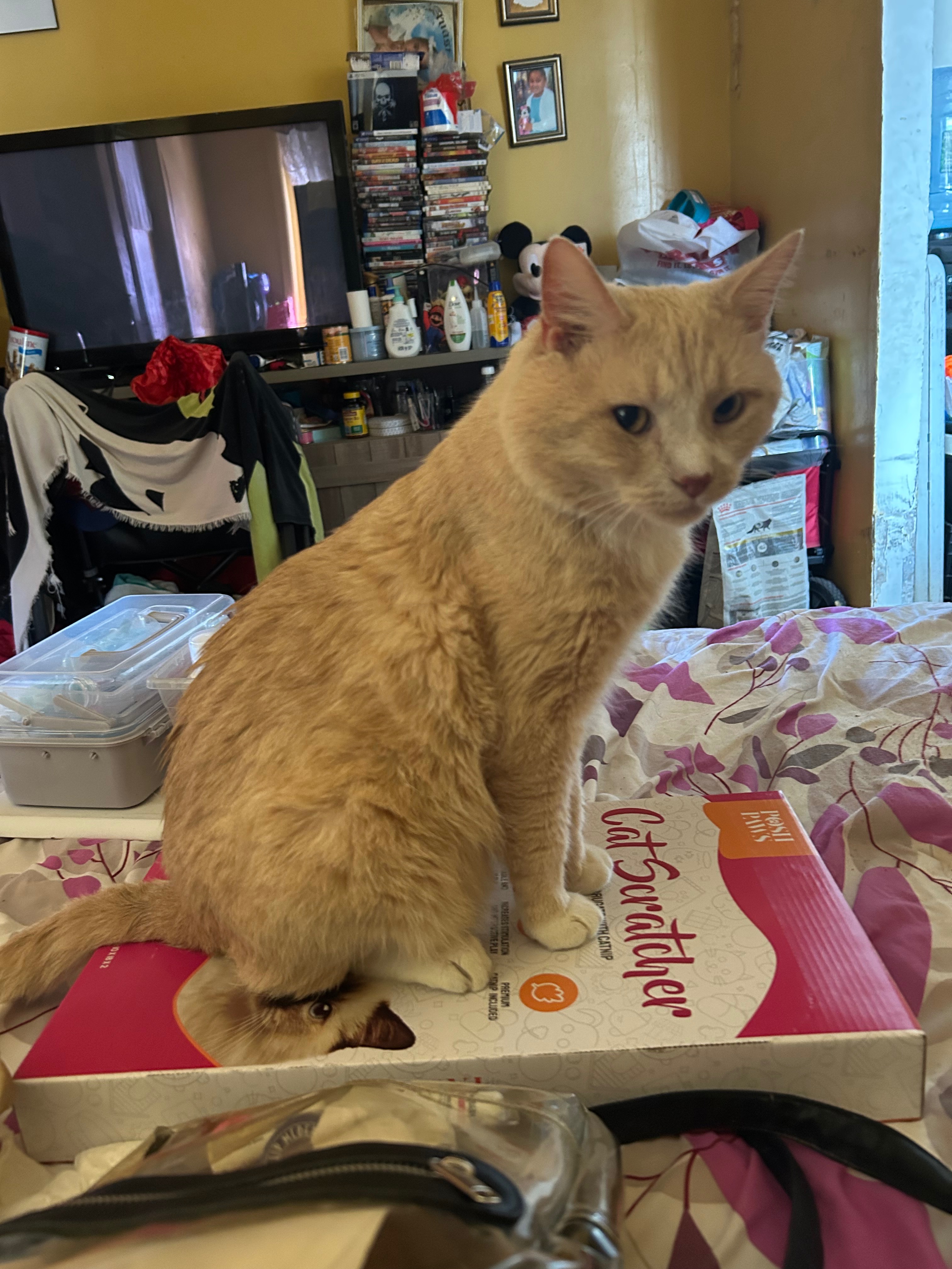 Help Boo-Boo Get Lifesaving Surgery campaign photo, 5 of 8
