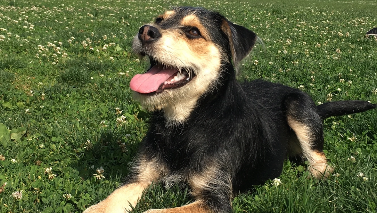 Support Pickles’ & Owner Health Journey photo