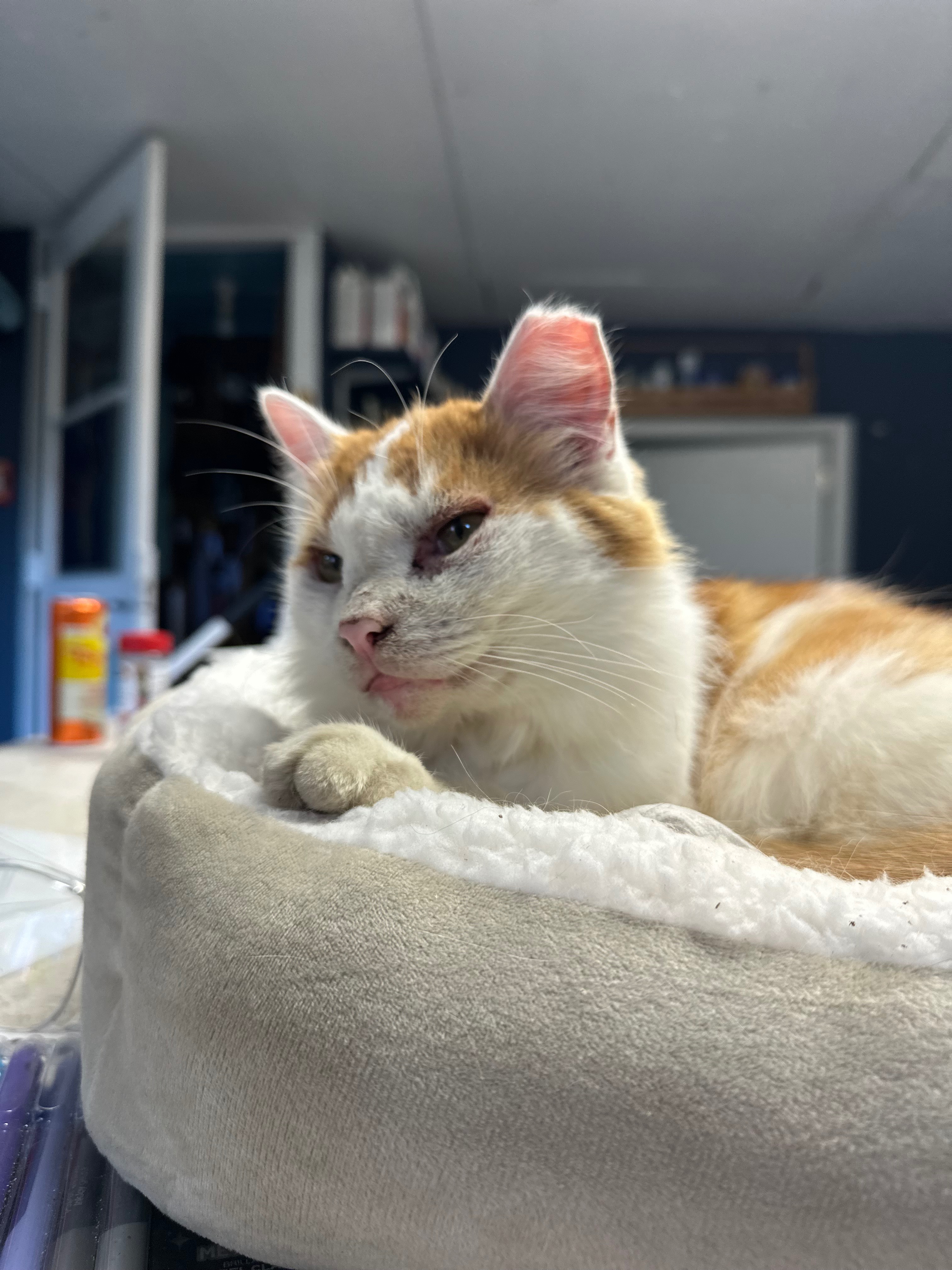 Help Tina Turnip Get Eye Surgery campaign photo, 2 of 8