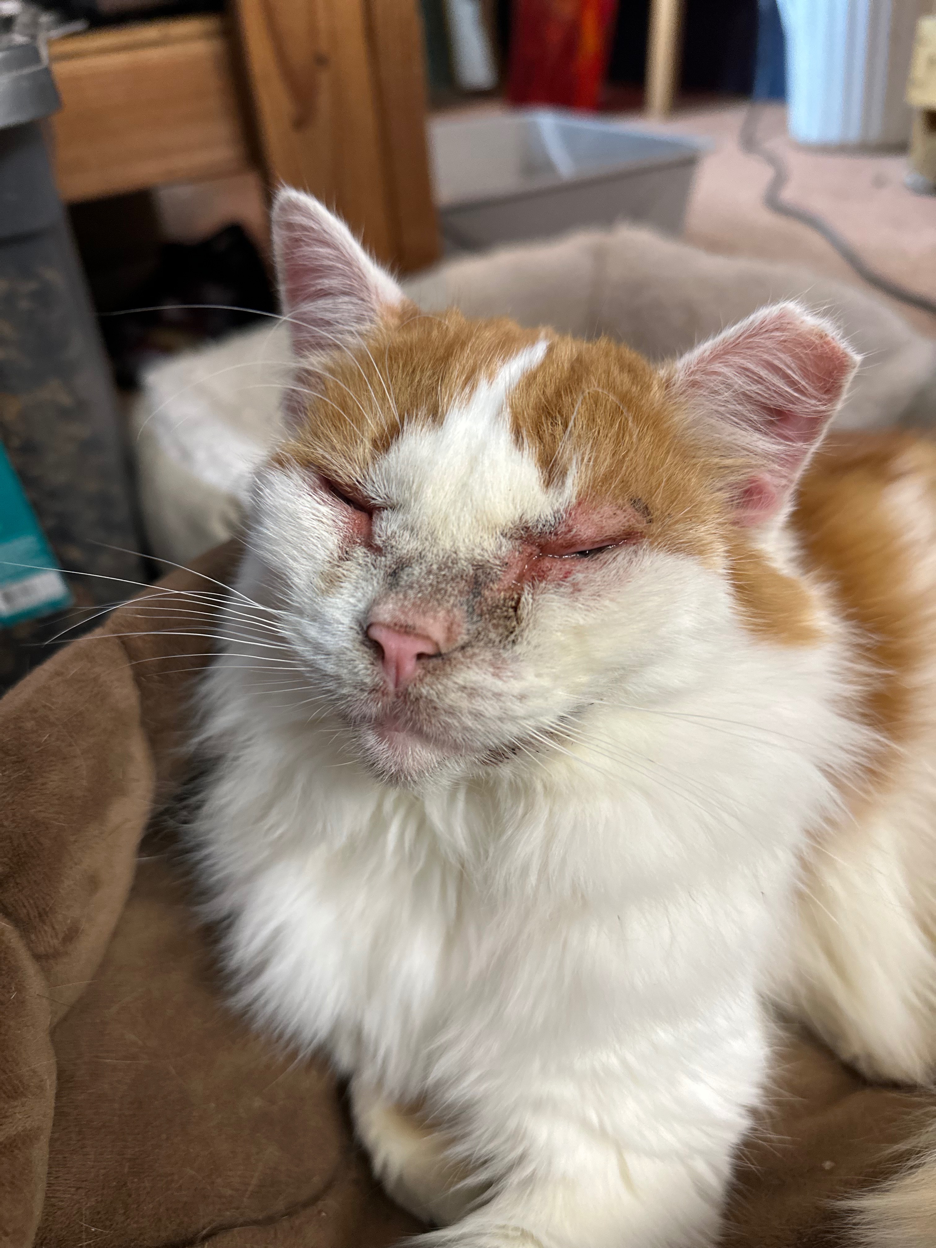 Help Tina Turnip Get Eye Surgery campaign photo, 4 of 8