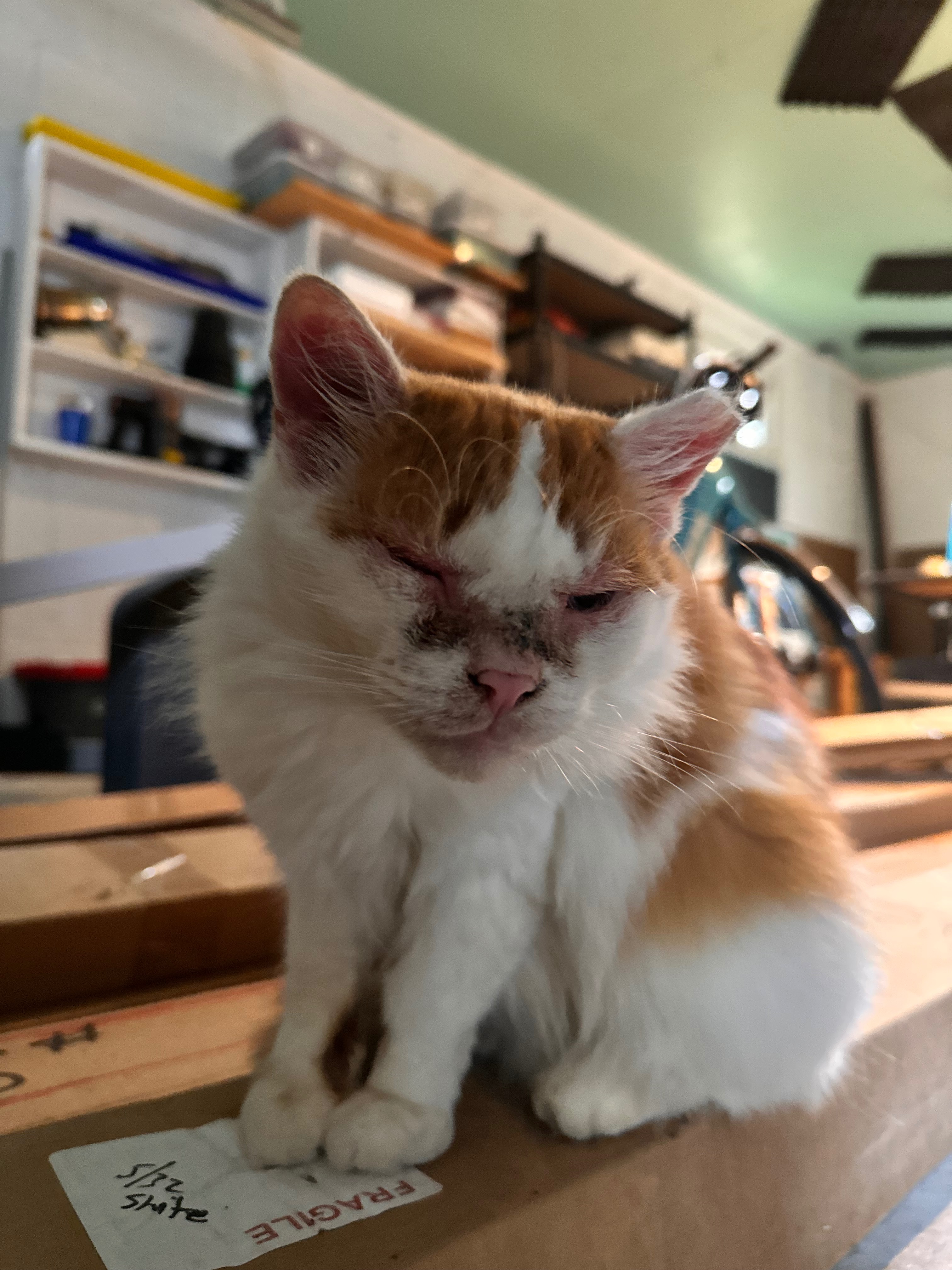Help Tina Turnip Get Eye Surgery campaign photo, 5 of 8