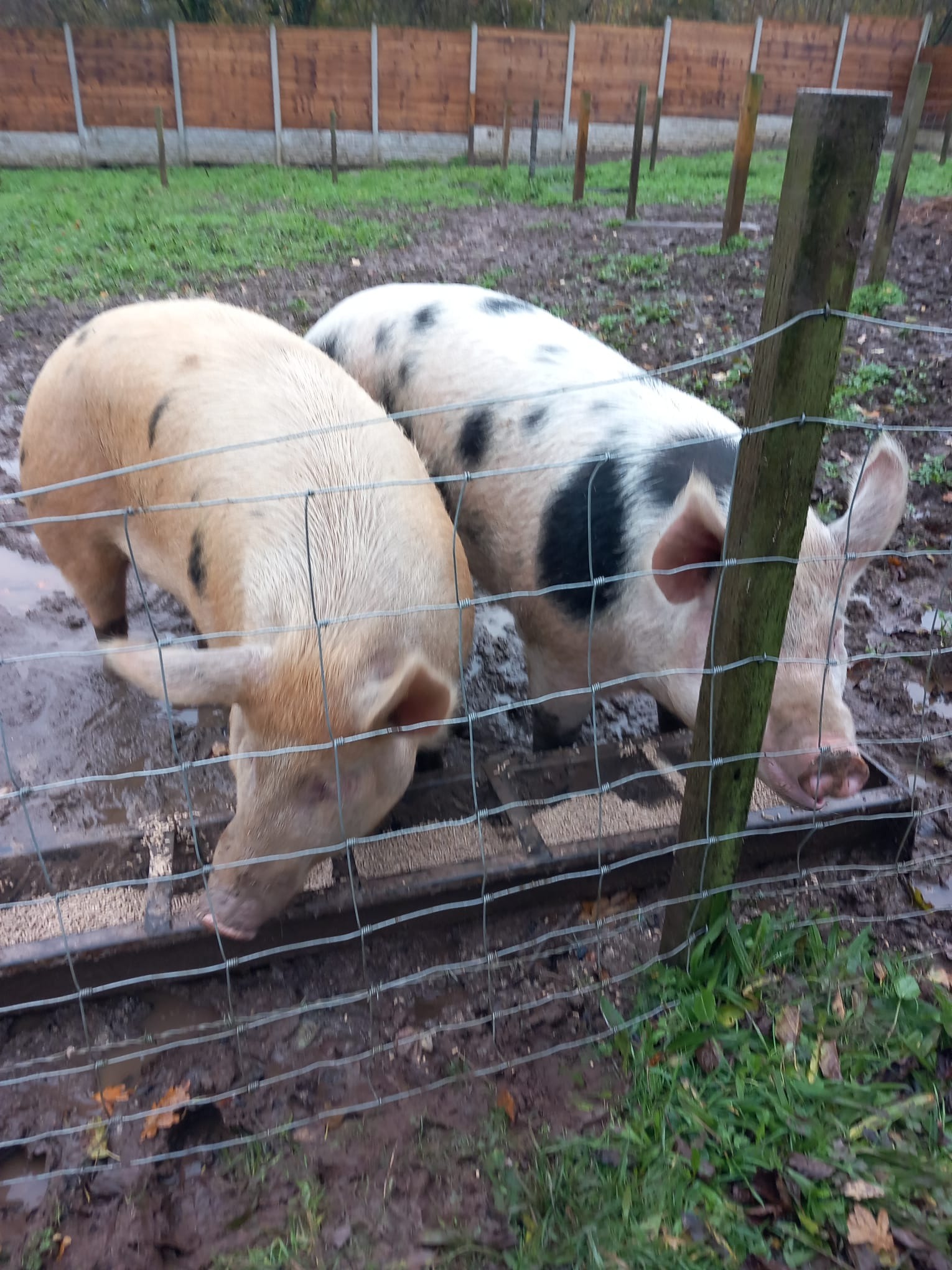 Please help save these pigs campaign photo, 2 of 4