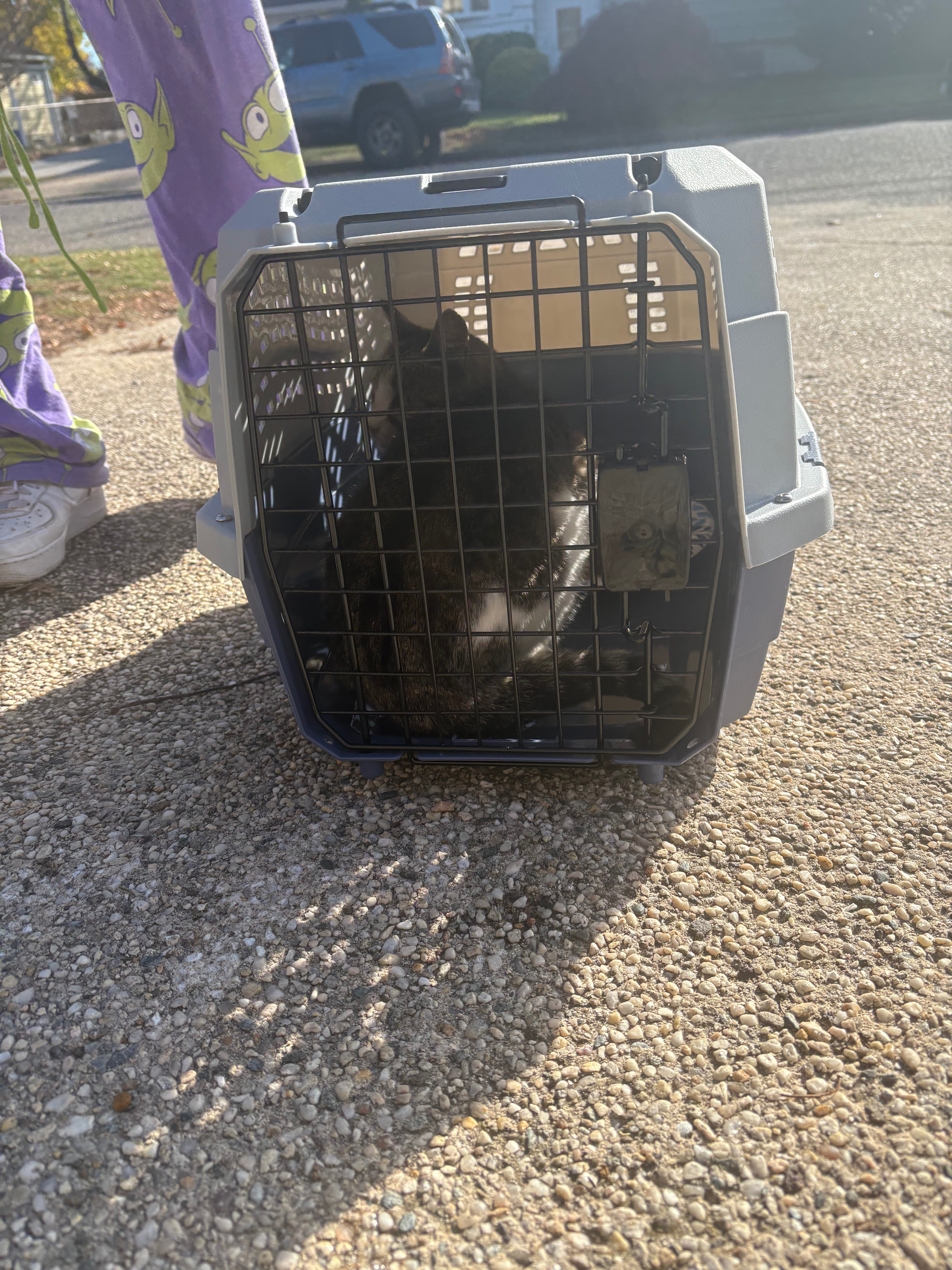 Help Me Spay, Neuter, and Care for the Stray Cats in My Neig campaign photo, 4 of 5