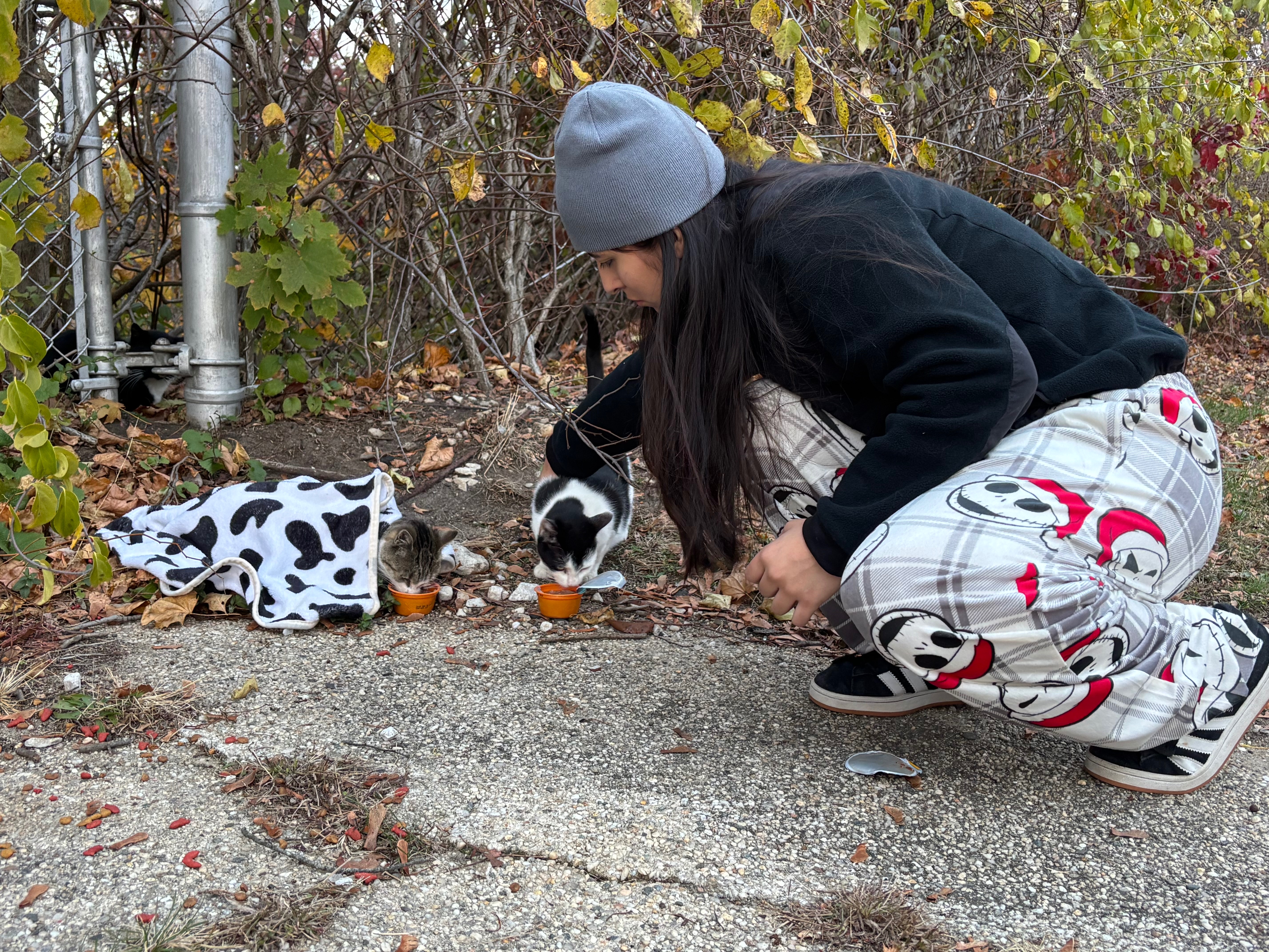 Help Me Spay, Neuter, and Care for the Stray Cats in My Neig campaign photo, 2 of 5