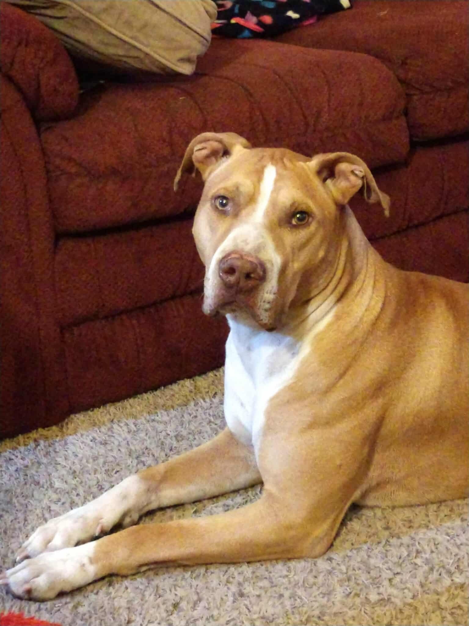 Bring Our Loyal Friend Home: Cremation Fund campaign photo, 2 of 8