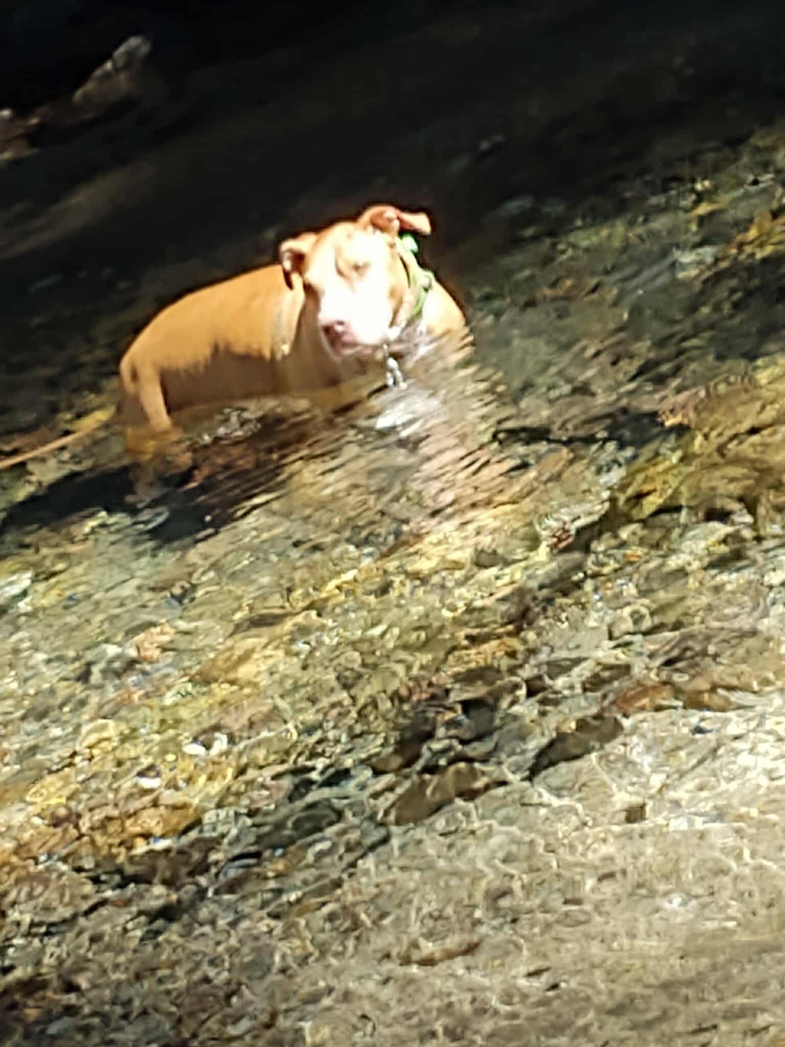 Bring Our Loyal Friend Home: Cremation Fund campaign photo, 5 of 8
