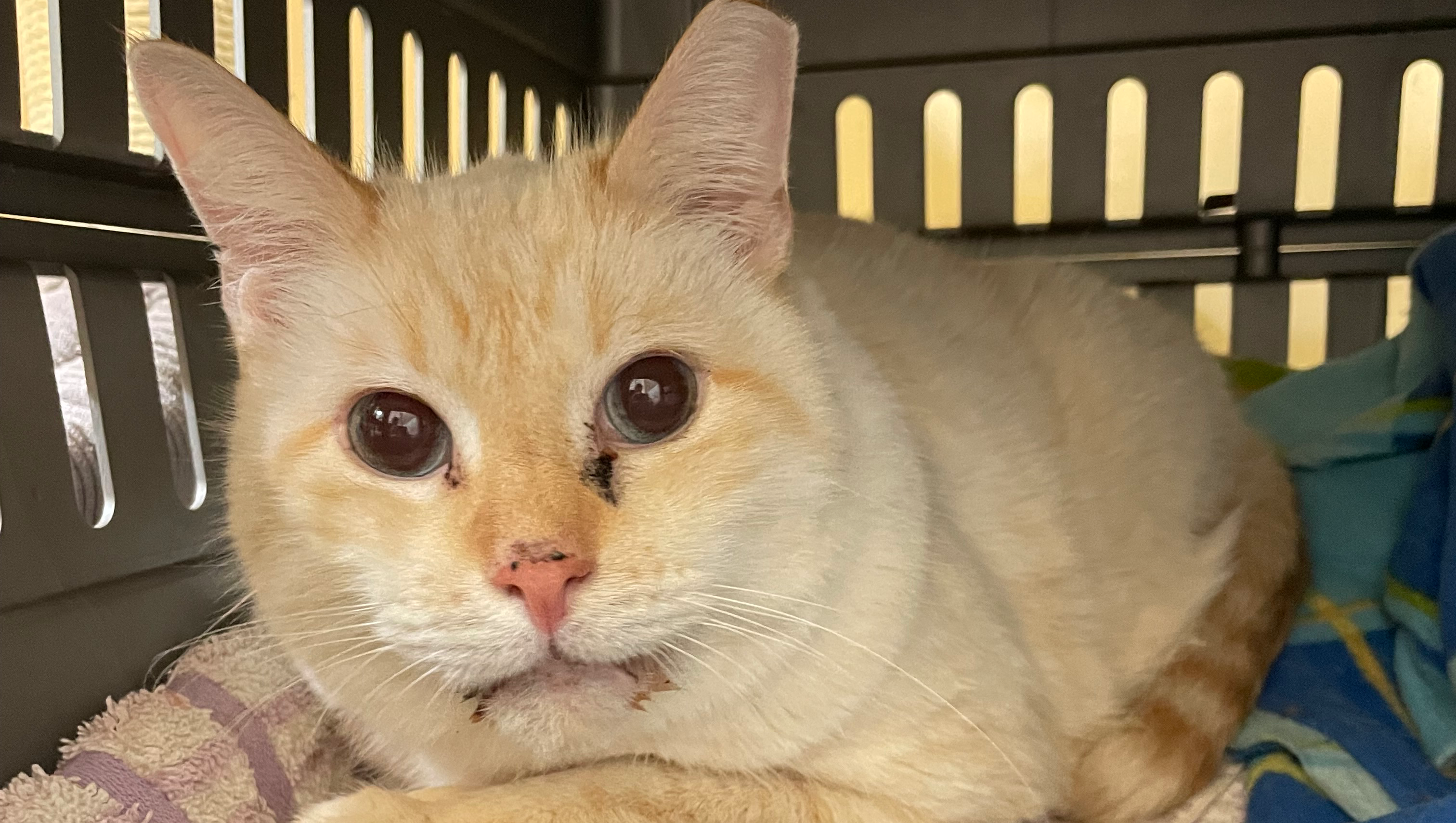 Support Recent Vet Care & Nov, December food order photo