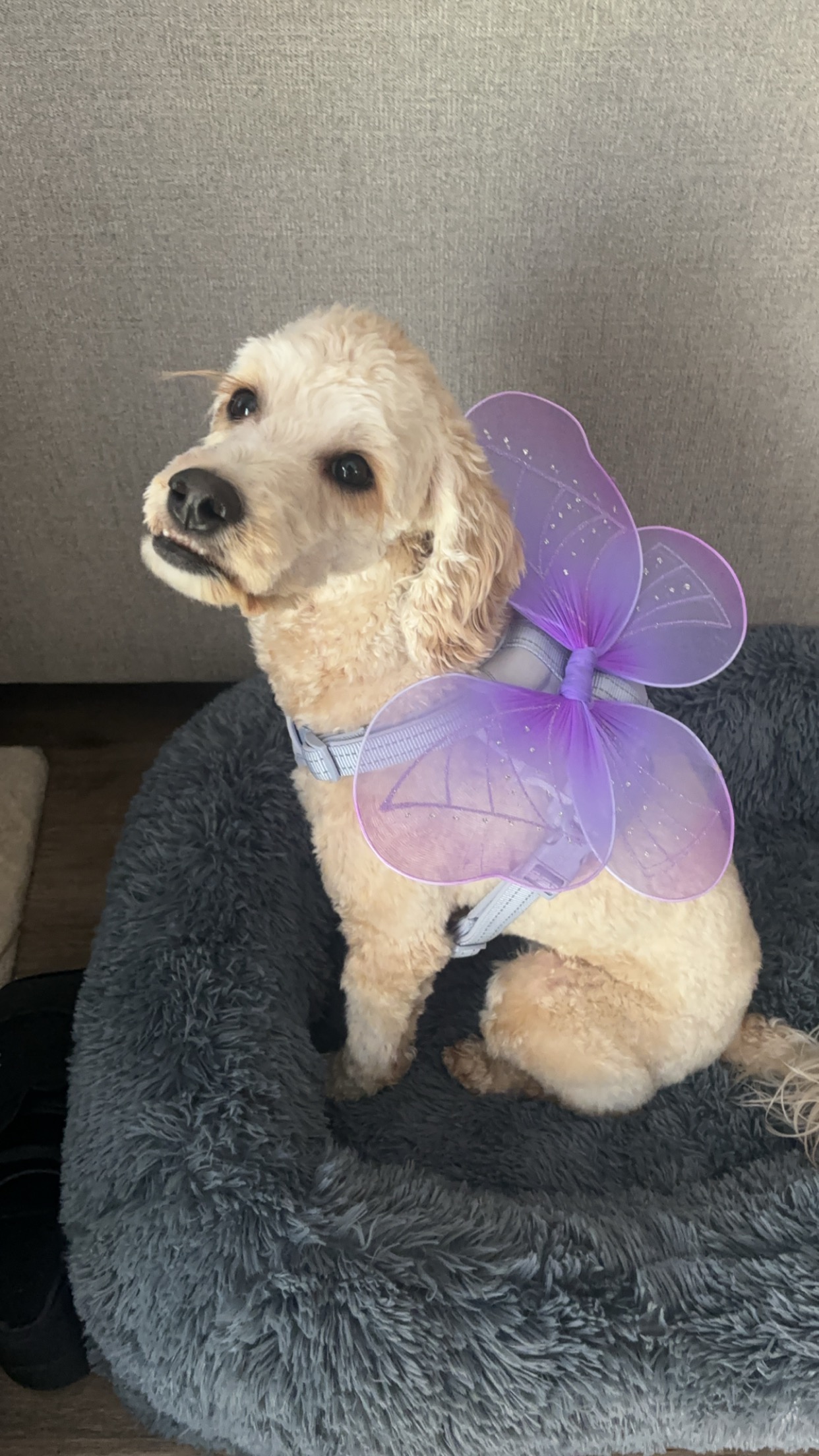 Help Winnie Get a Lifesaving Pacemaker campaign photo, 2 of 7