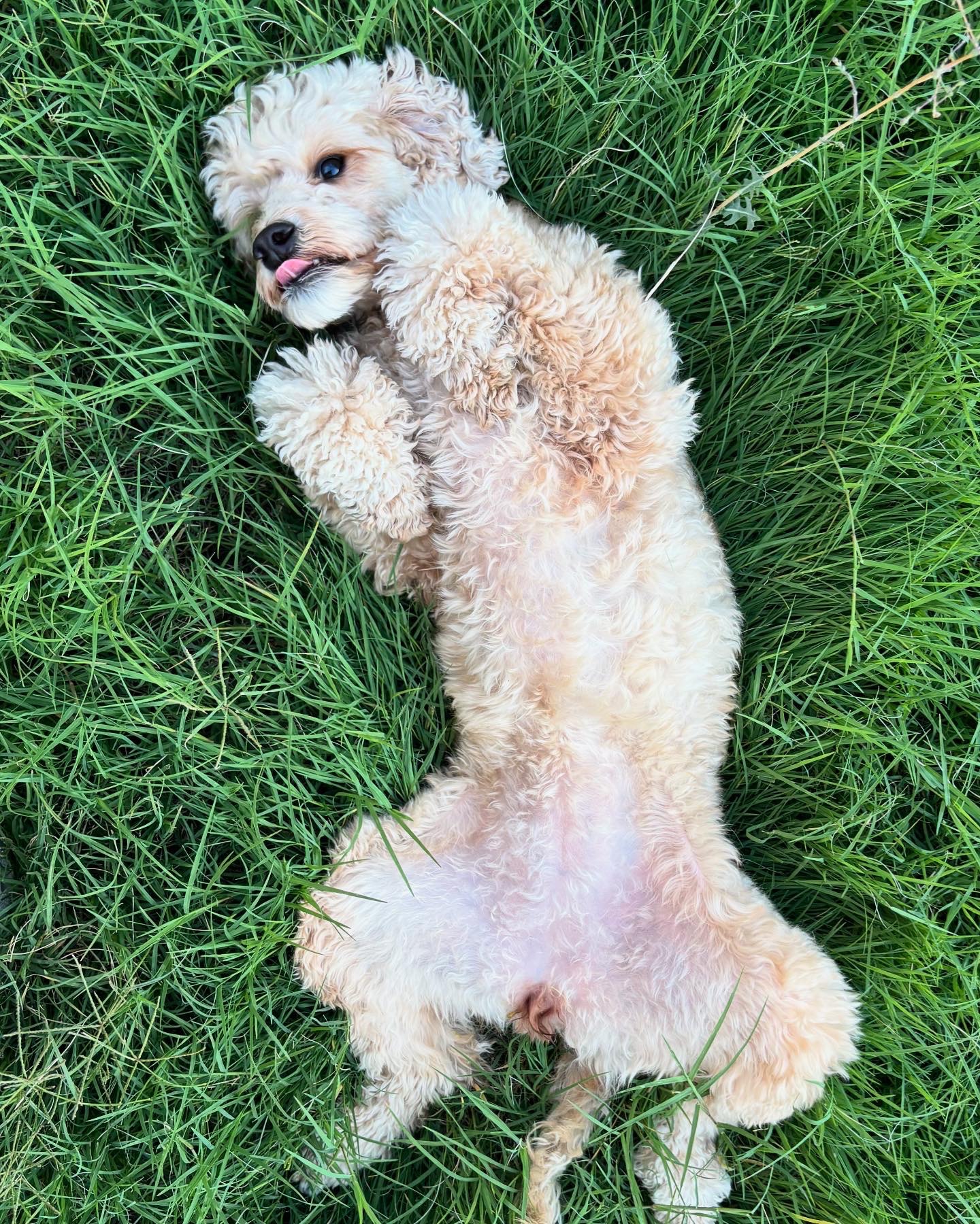 Help Winnie Get a Lifesaving Pacemaker campaign photo, 5 of 7