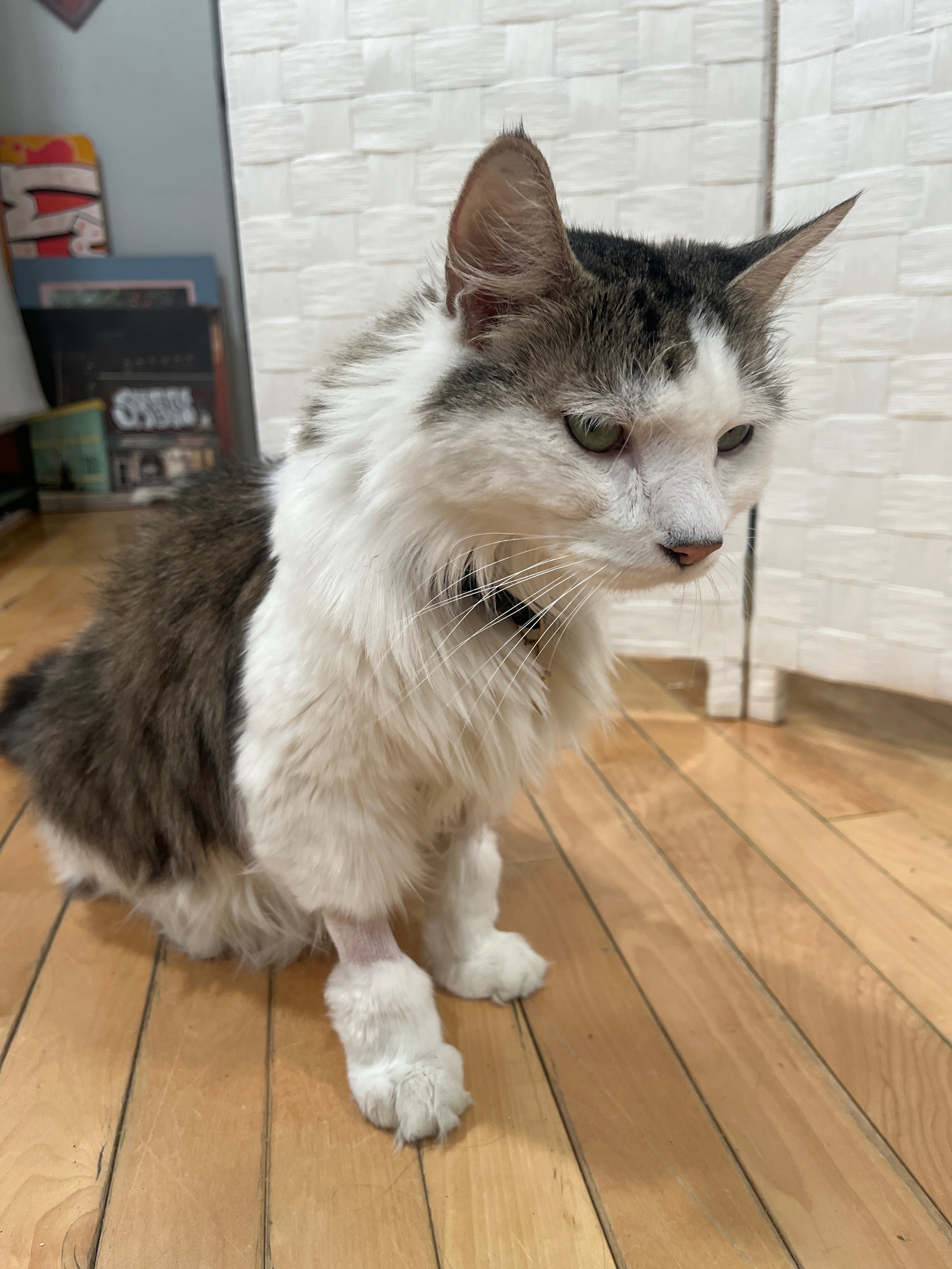 Save Blubby: Urgent Medical Care Needed campaign photo, 7 of 8