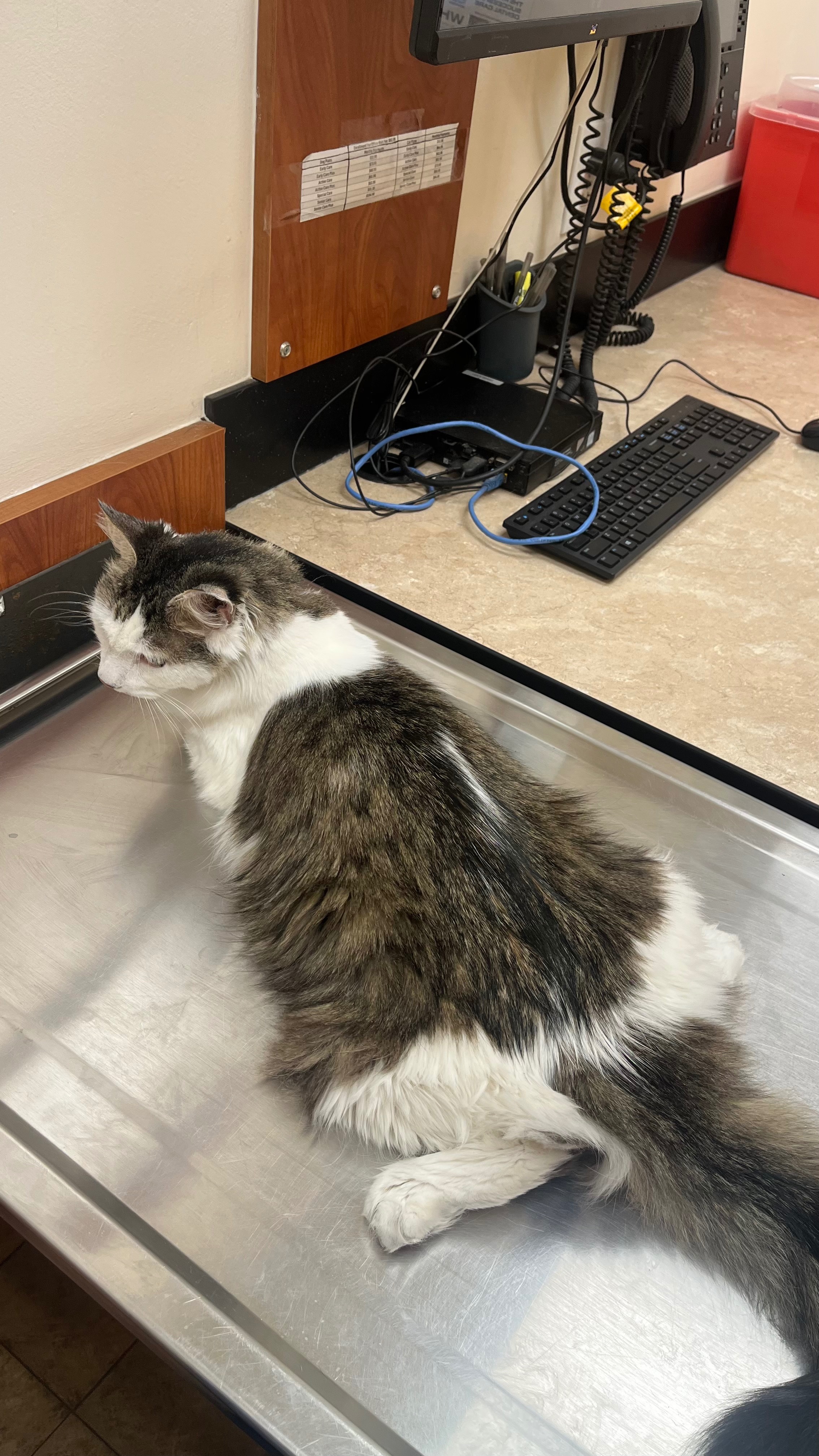 Save Blubby: Urgent Medical Care Needed campaign photo, 2 of 8