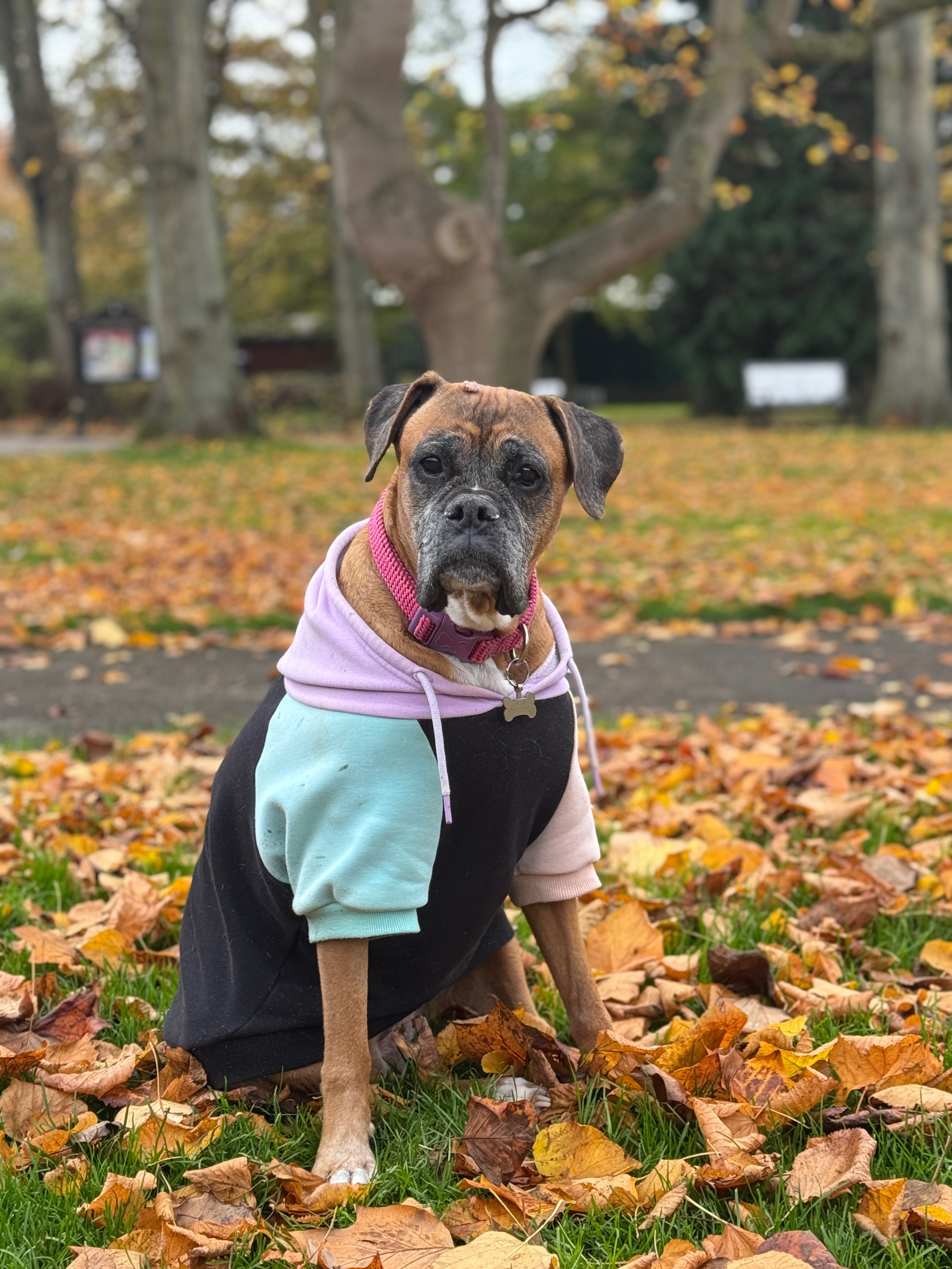 Help me save my girl, Isis, please! campaign photo, 4 of 5
