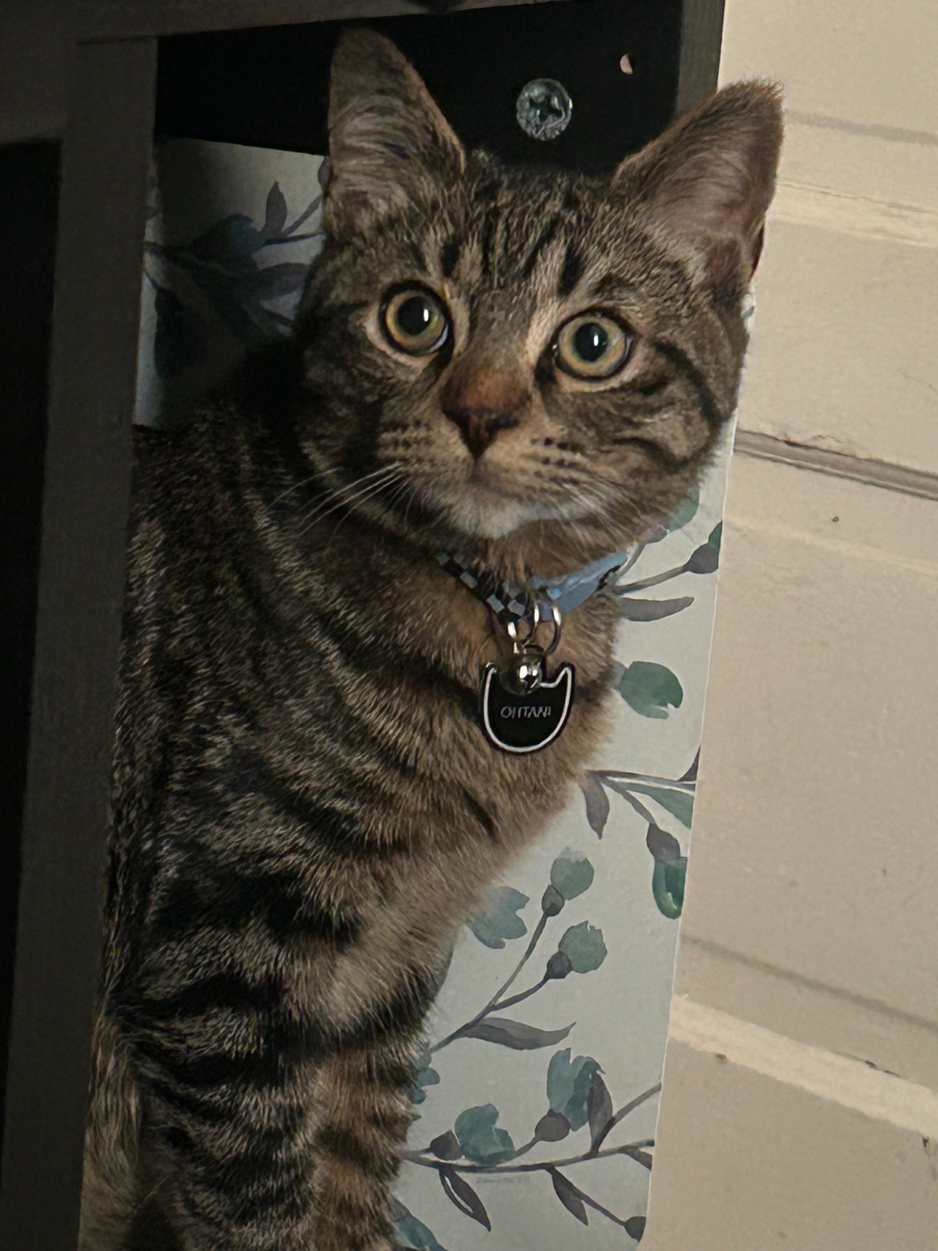 Support Our Cat's Medical Treatment campaign photo, 6 of 7