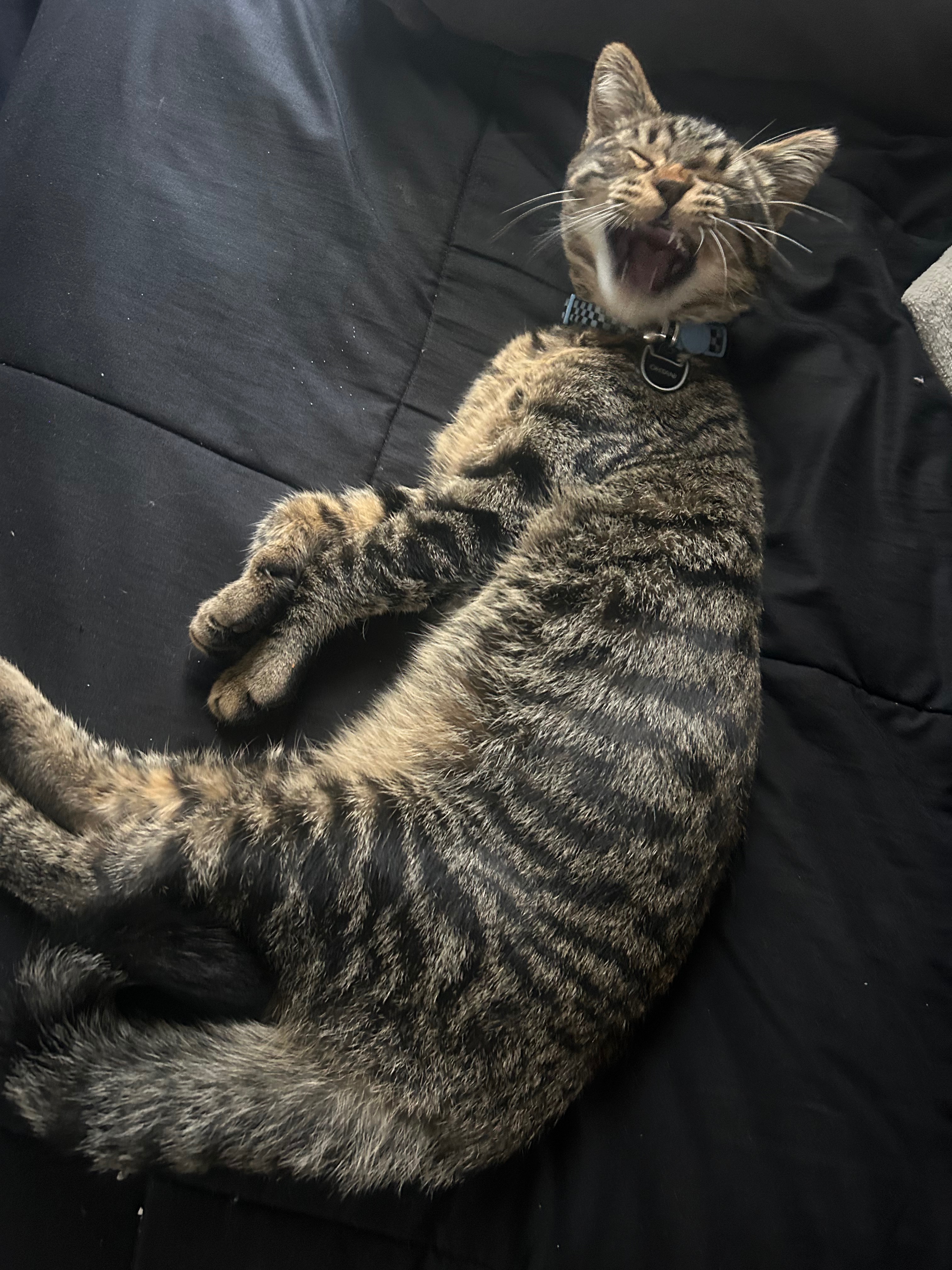 Support Our Cat's Medical Treatment campaign photo, 4 of 7