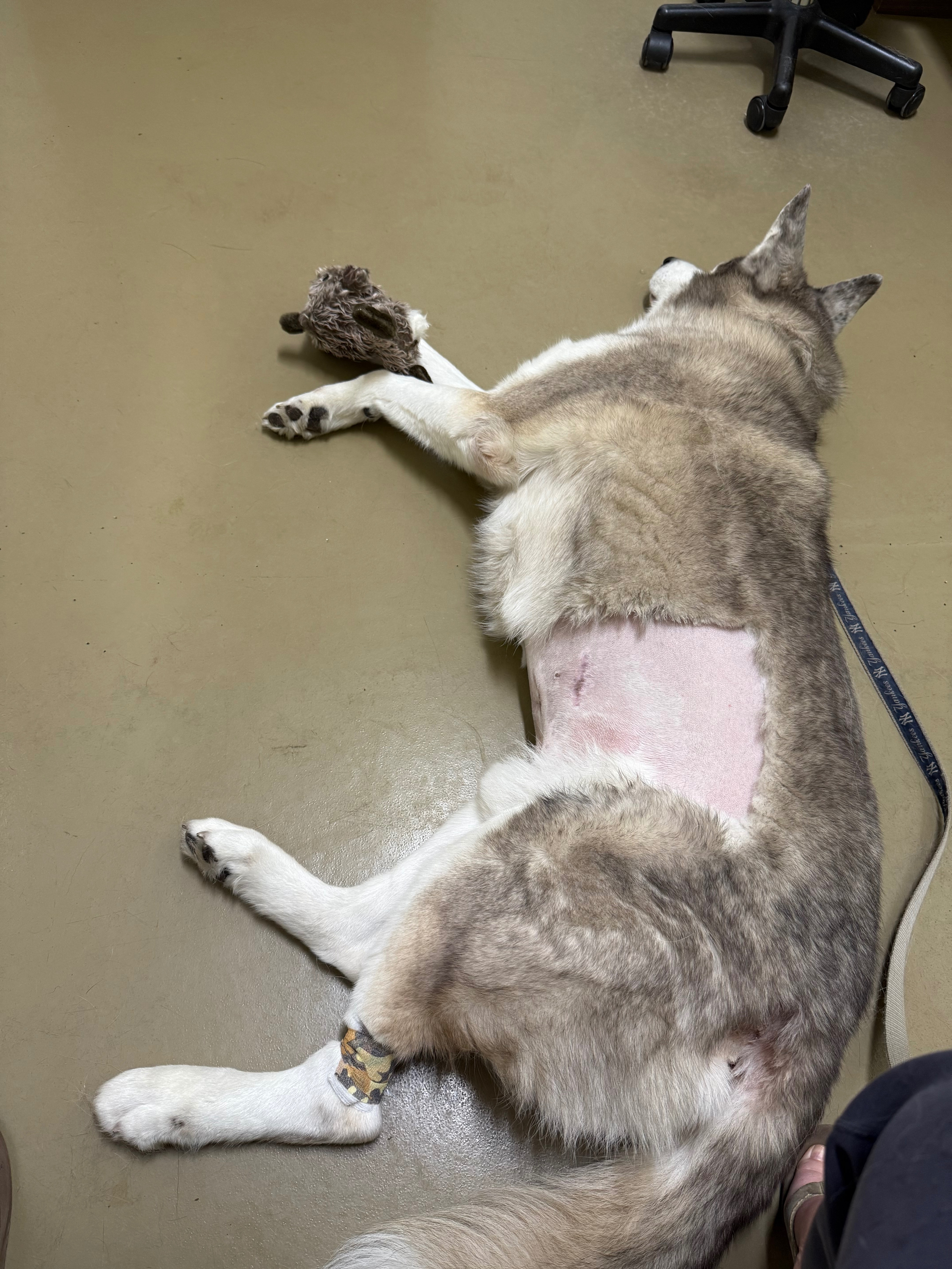 Help aid Apollos cancer battle; while we wait 4 our rainbow campaign photo, 5 of 7