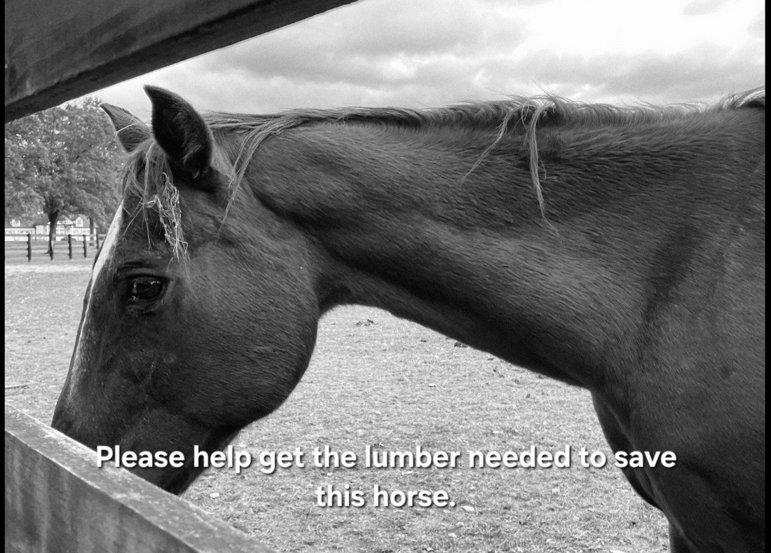Join Project Save a Gentle Soul: Help This Horse Today campaign photo, 4 of 5