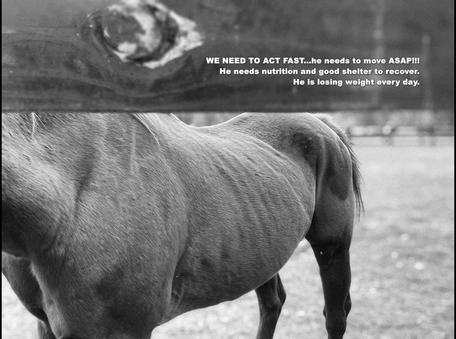 Join Project Save a Gentle Soul: Help This Horse Today campaign photo, 2 of 5
