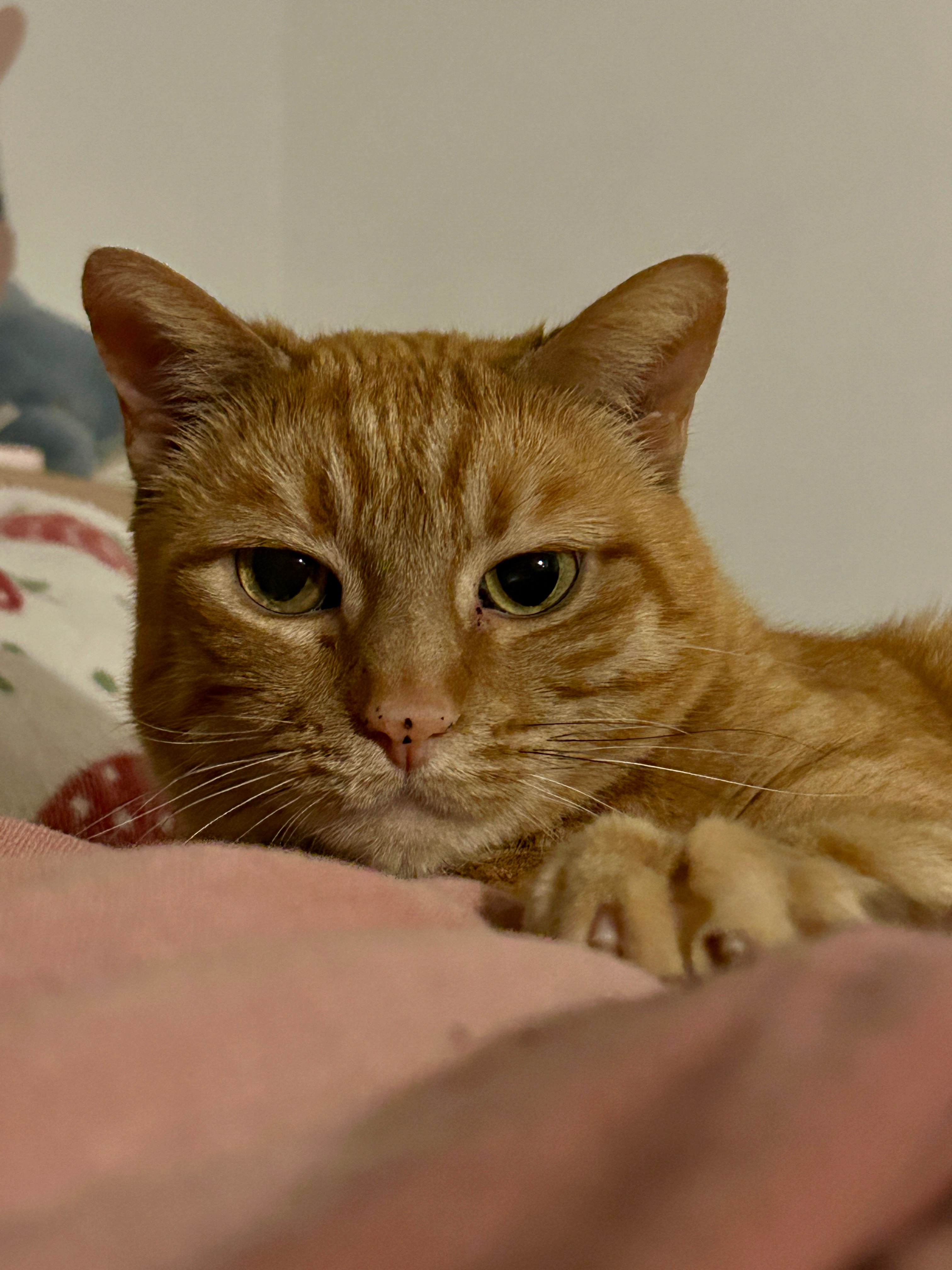 Help My Cat Fight Kidney Failure campaign photo, 7 of 8