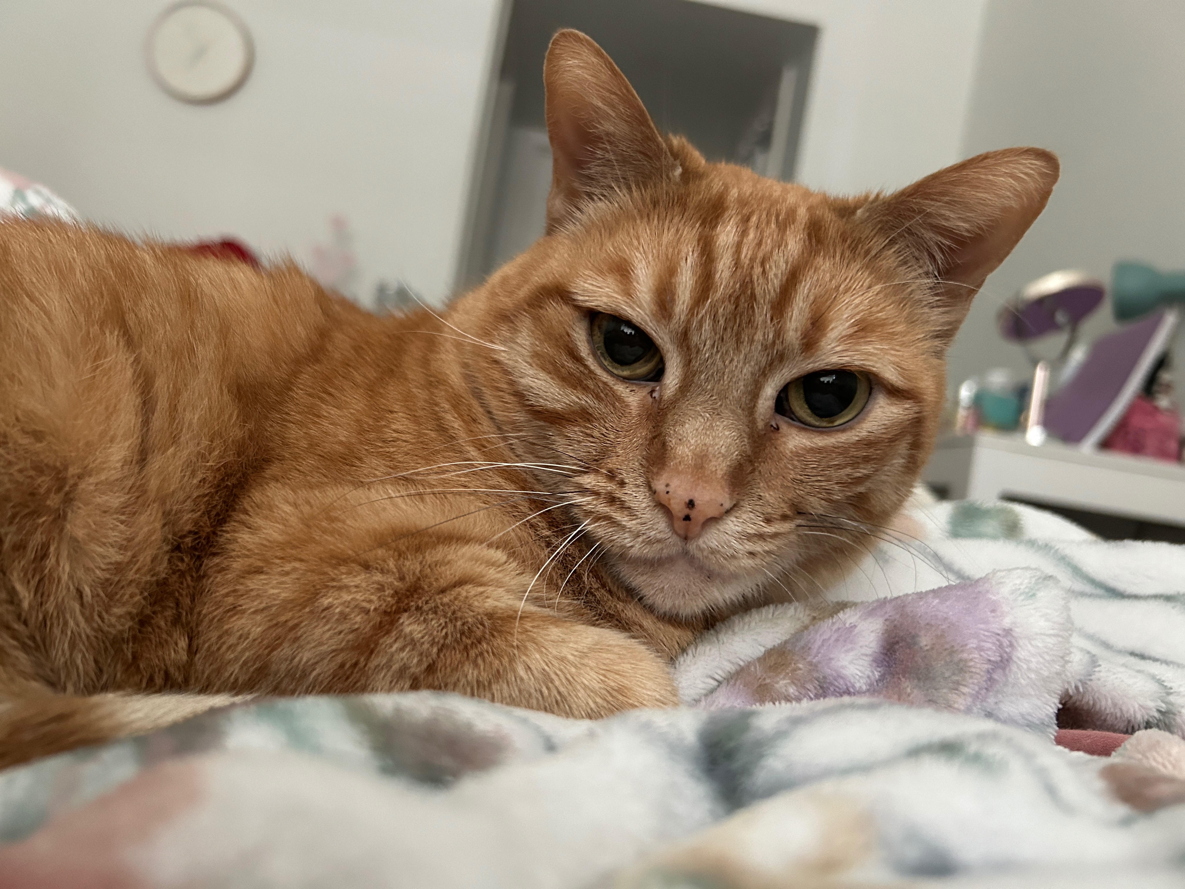 Help My Cat Fight Kidney Failure campaign photo, 2 of 8