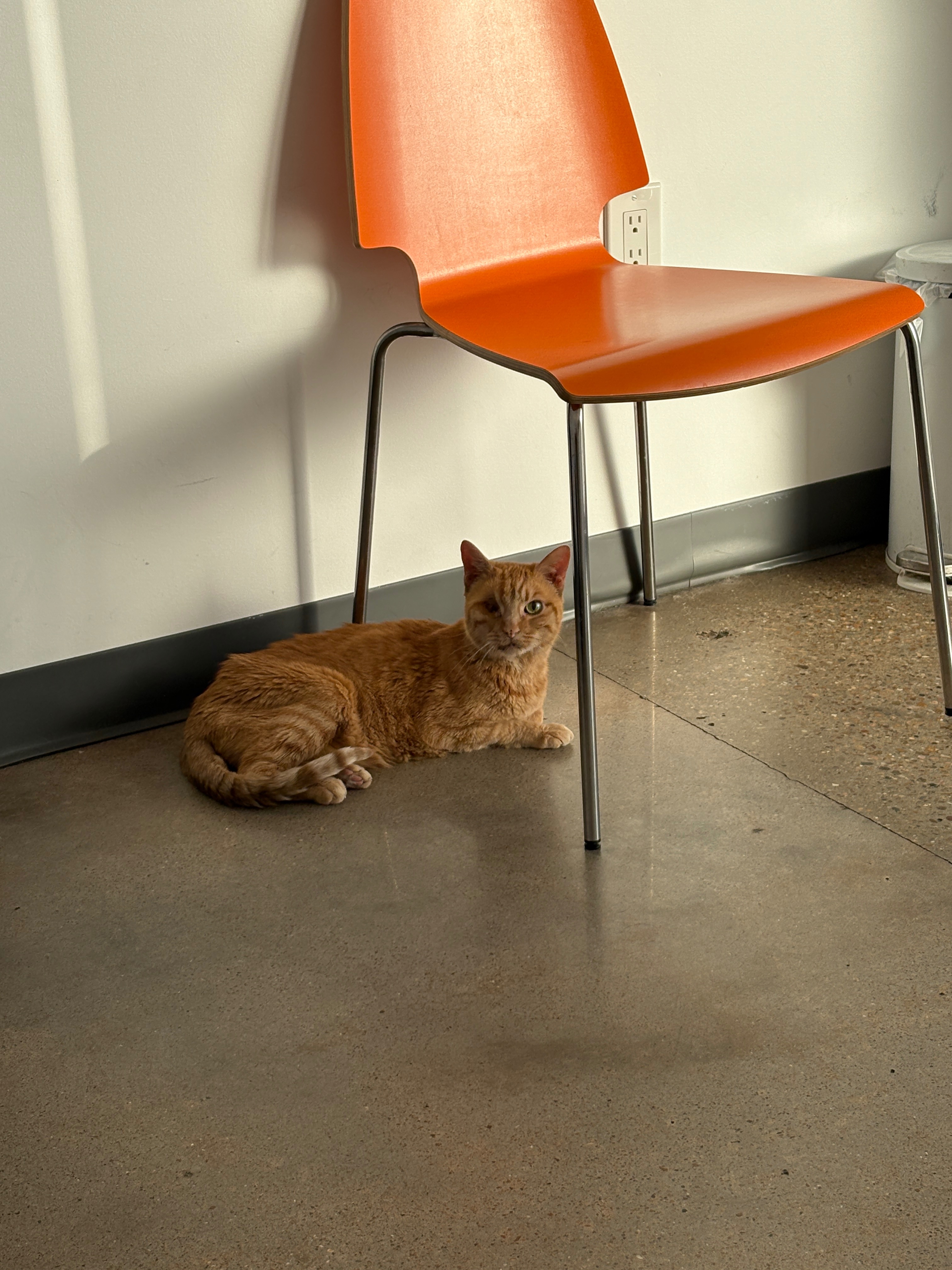 Help My Cat Fight Kidney Failure campaign photo, 4 of 8