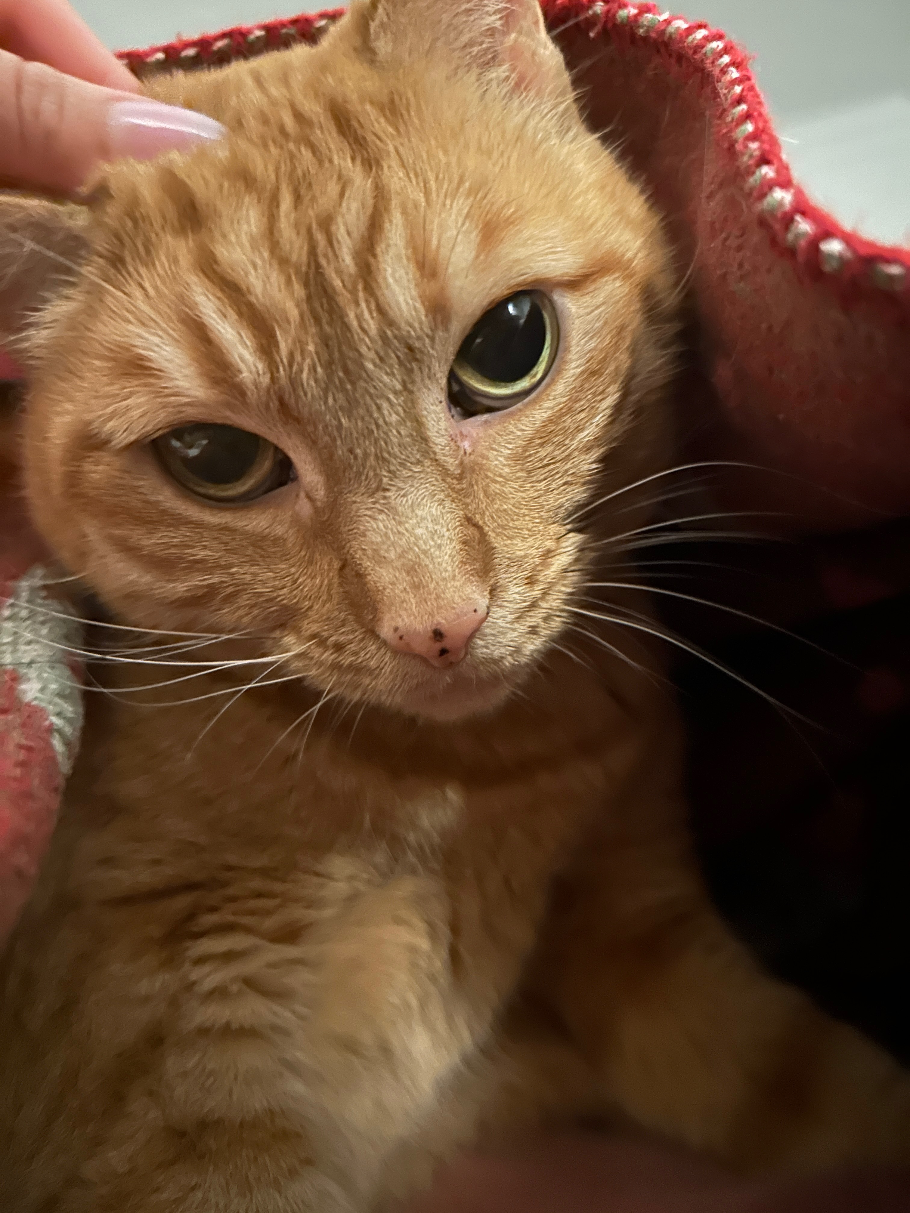 Help My Cat Fight Kidney Failure campaign photo, 5 of 8