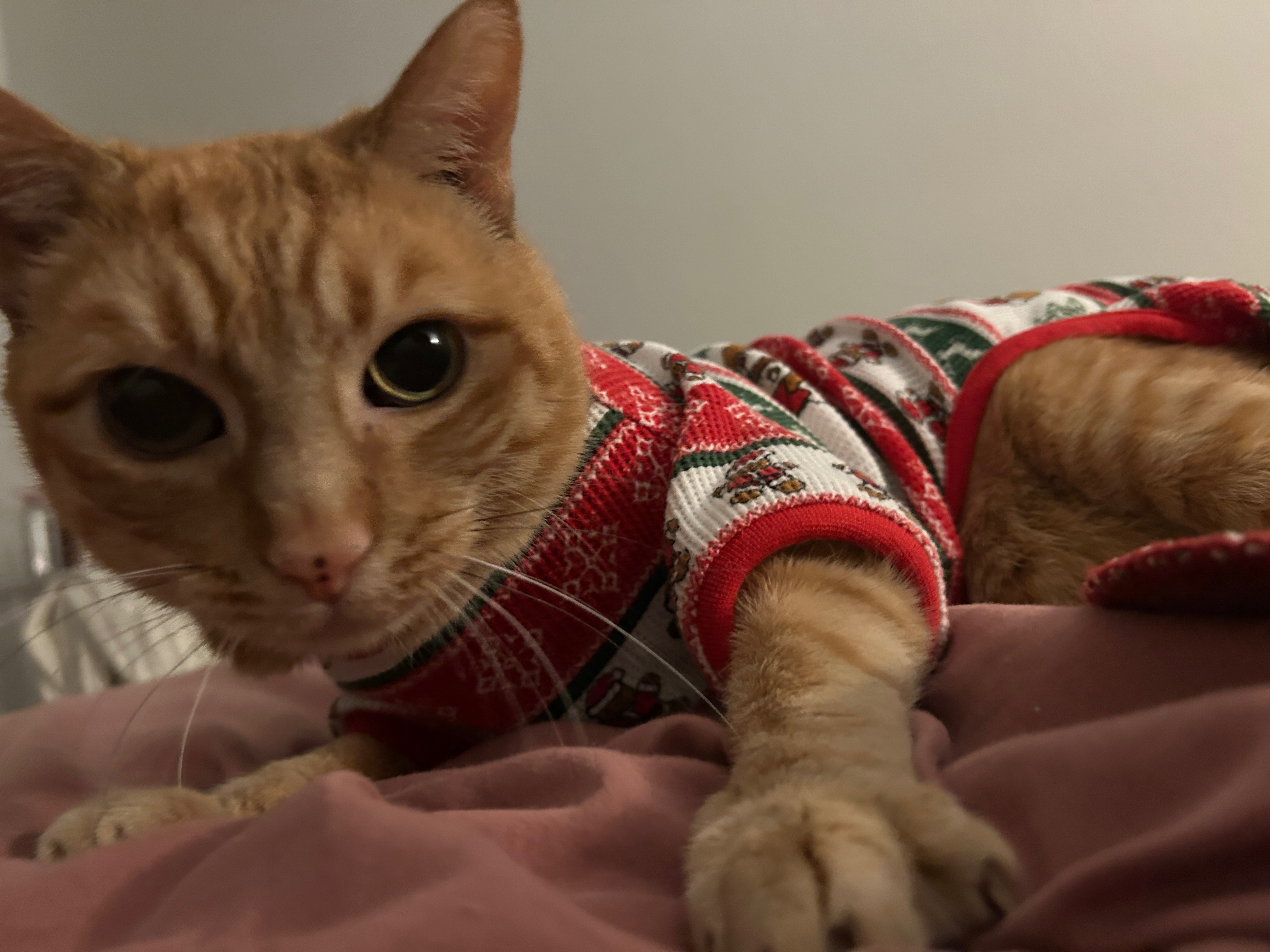 Help My Cat Fight Kidney Failure campaign photo, 6 of 8
