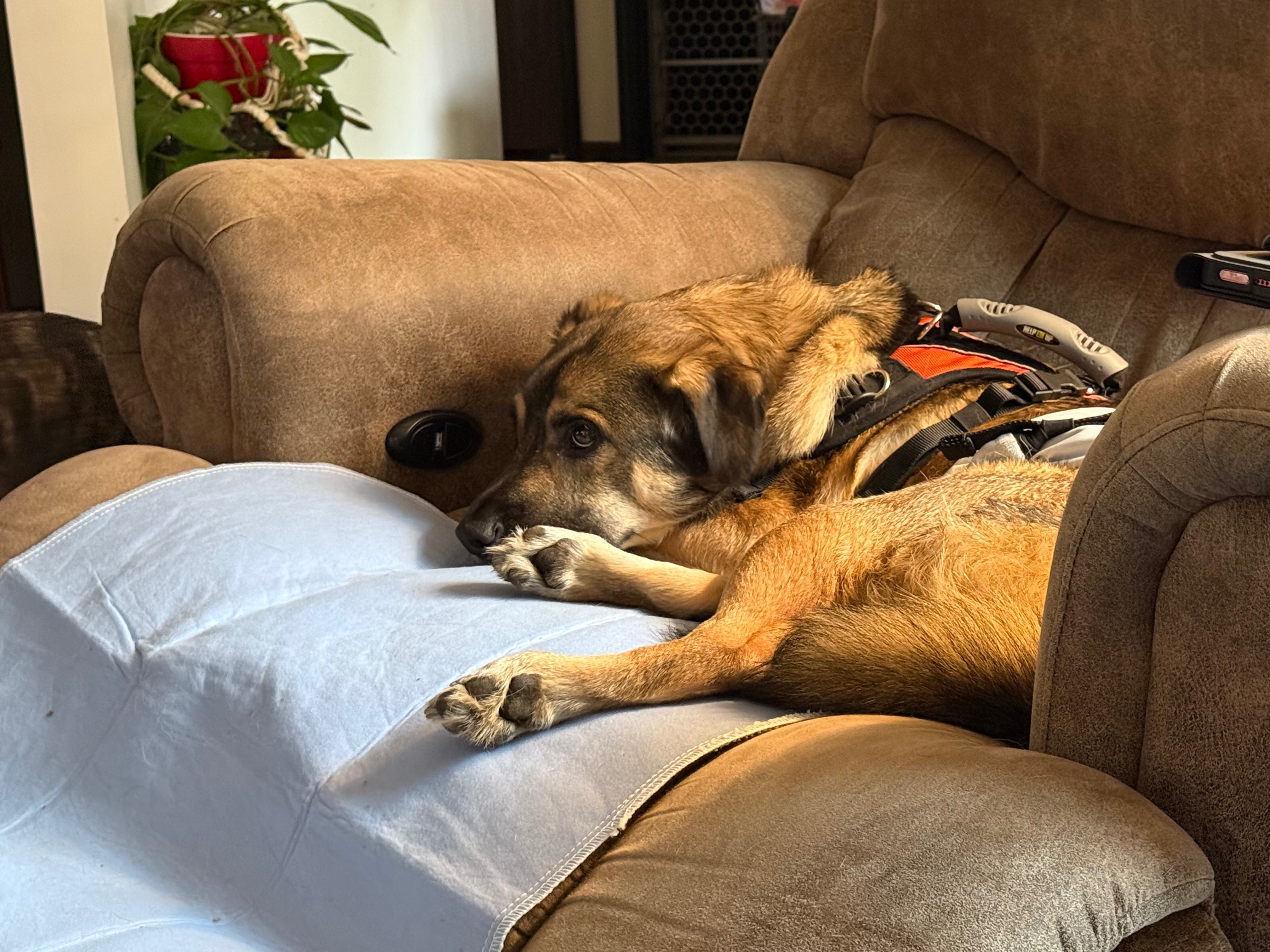 Support Remi's Journey to Healing and Mobility campaign photo, 5 of 6