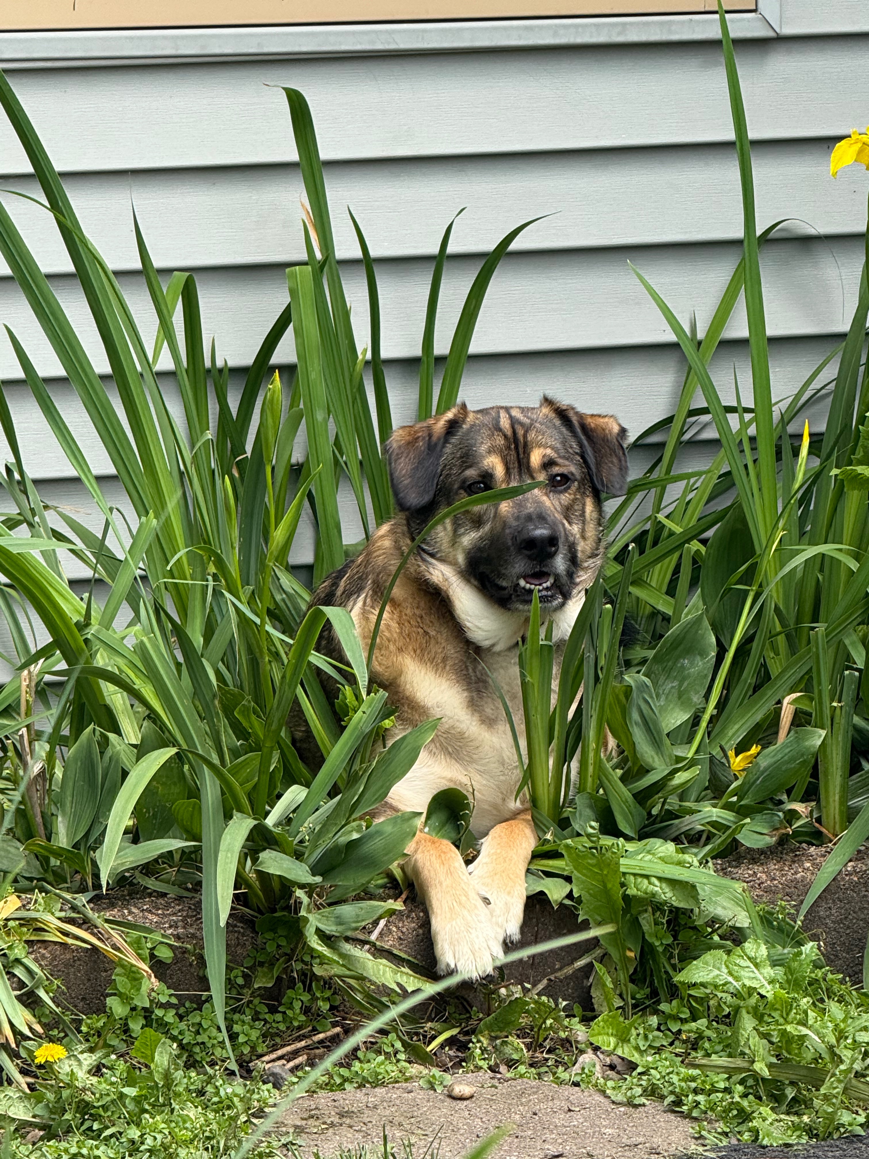 Support Remi's Journey to Healing and Mobility campaign photo, 4 of 6