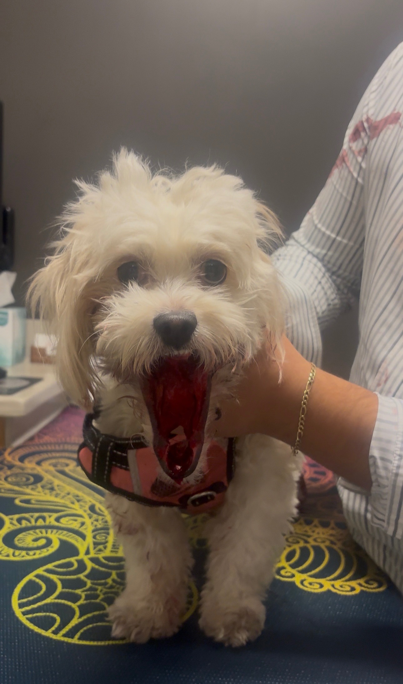 Help Save Our Dog's Smile: Urgent Surgery Needed campaign photo, 7 of 8