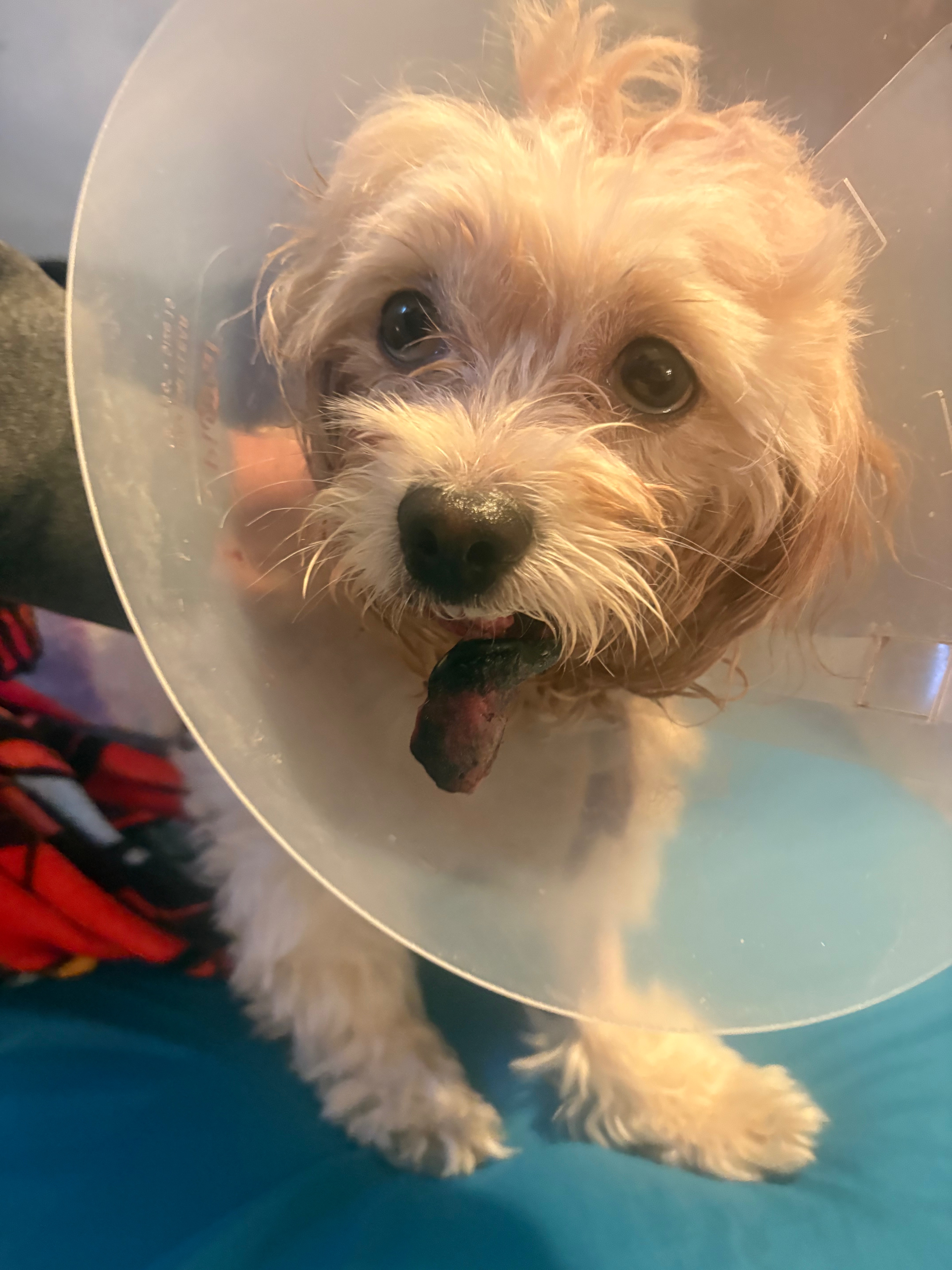 Help Save Our Dog's Smile: Urgent Surgery Needed campaign photo, 2 of 8
