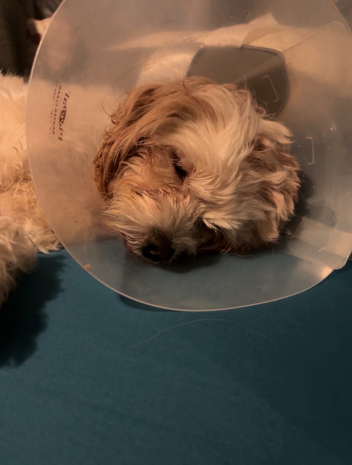 Help Save Our Dog's Smile: Urgent Surgery Needed campaign photo, 4 of 8