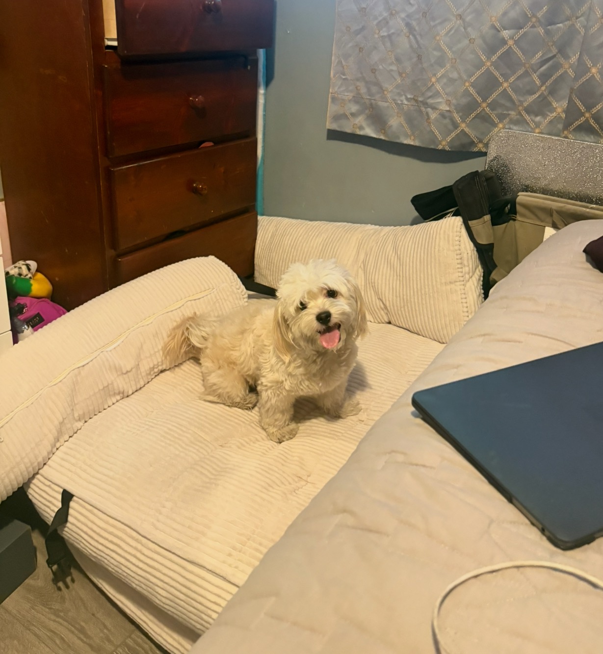 Help Save Our Dog's Smile: Urgent Surgery Needed campaign photo, 5 of 8