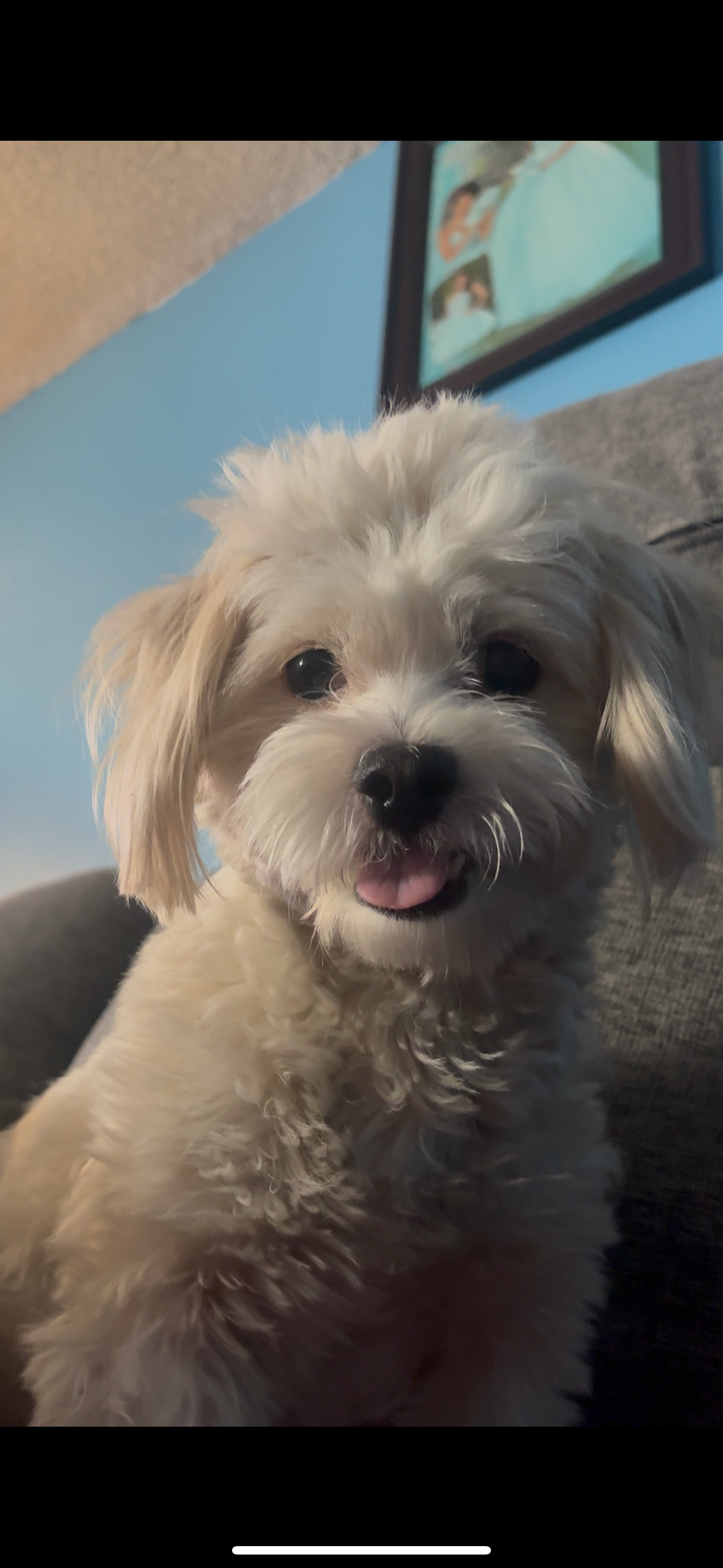 Help Save Our Dog's Smile: Urgent Surgery Needed campaign photo, 6 of 8