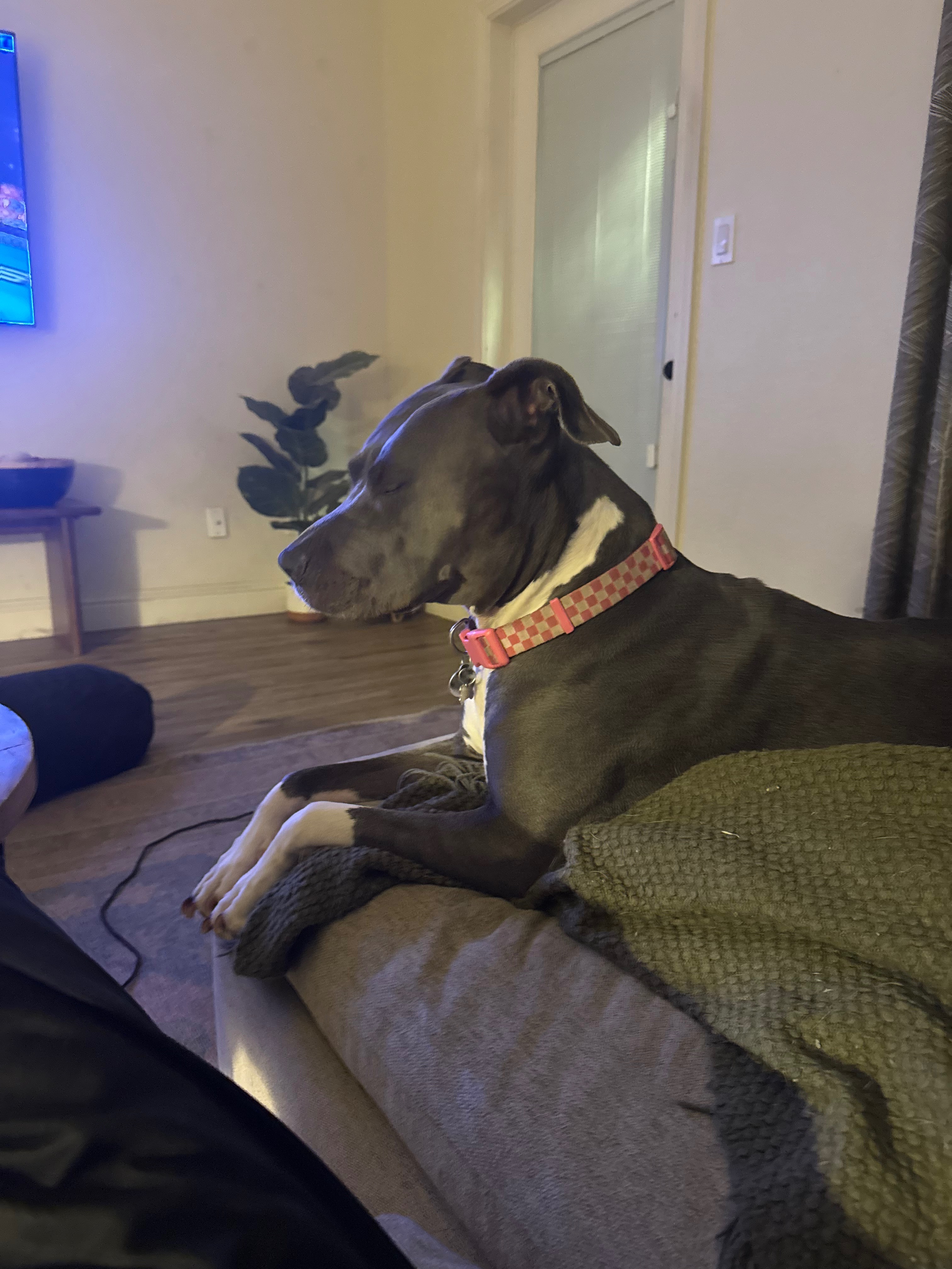 Save Domino: Urgent Surgery Needed campaign photo, 7 of 8