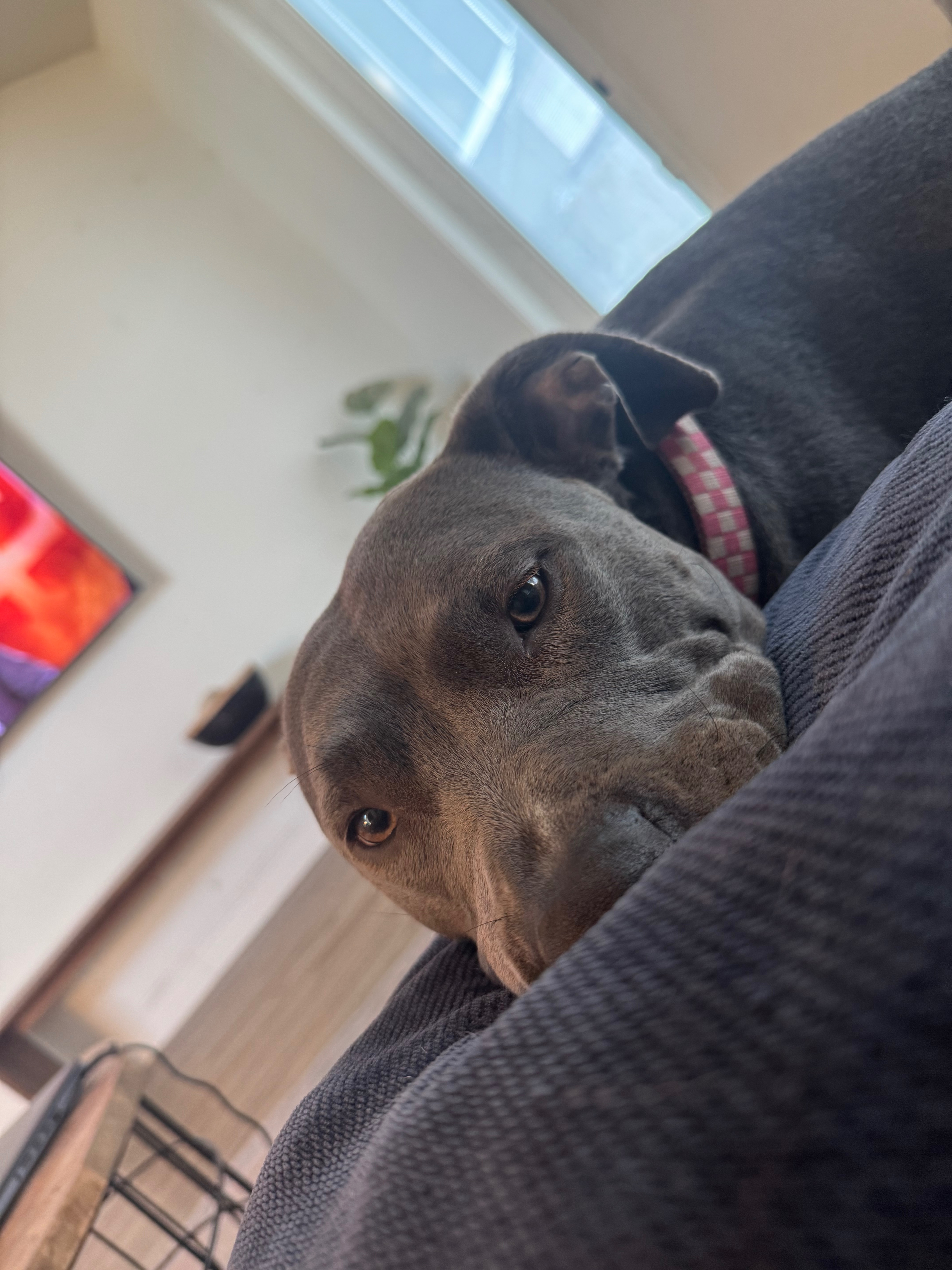 Save Domino: Urgent Surgery Needed campaign photo, 2 of 8