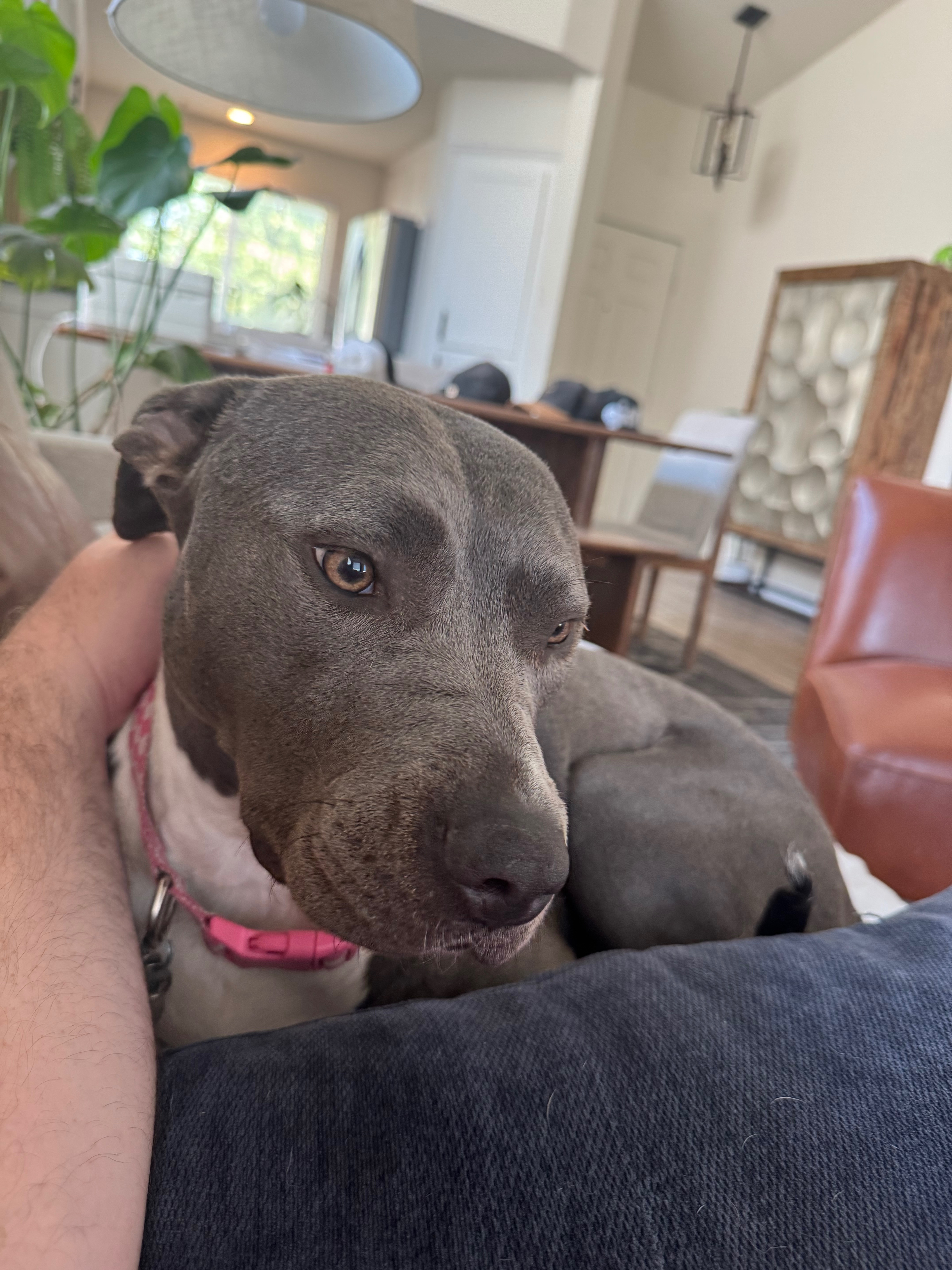 Save Domino: Urgent Surgery Needed campaign photo, 4 of 8