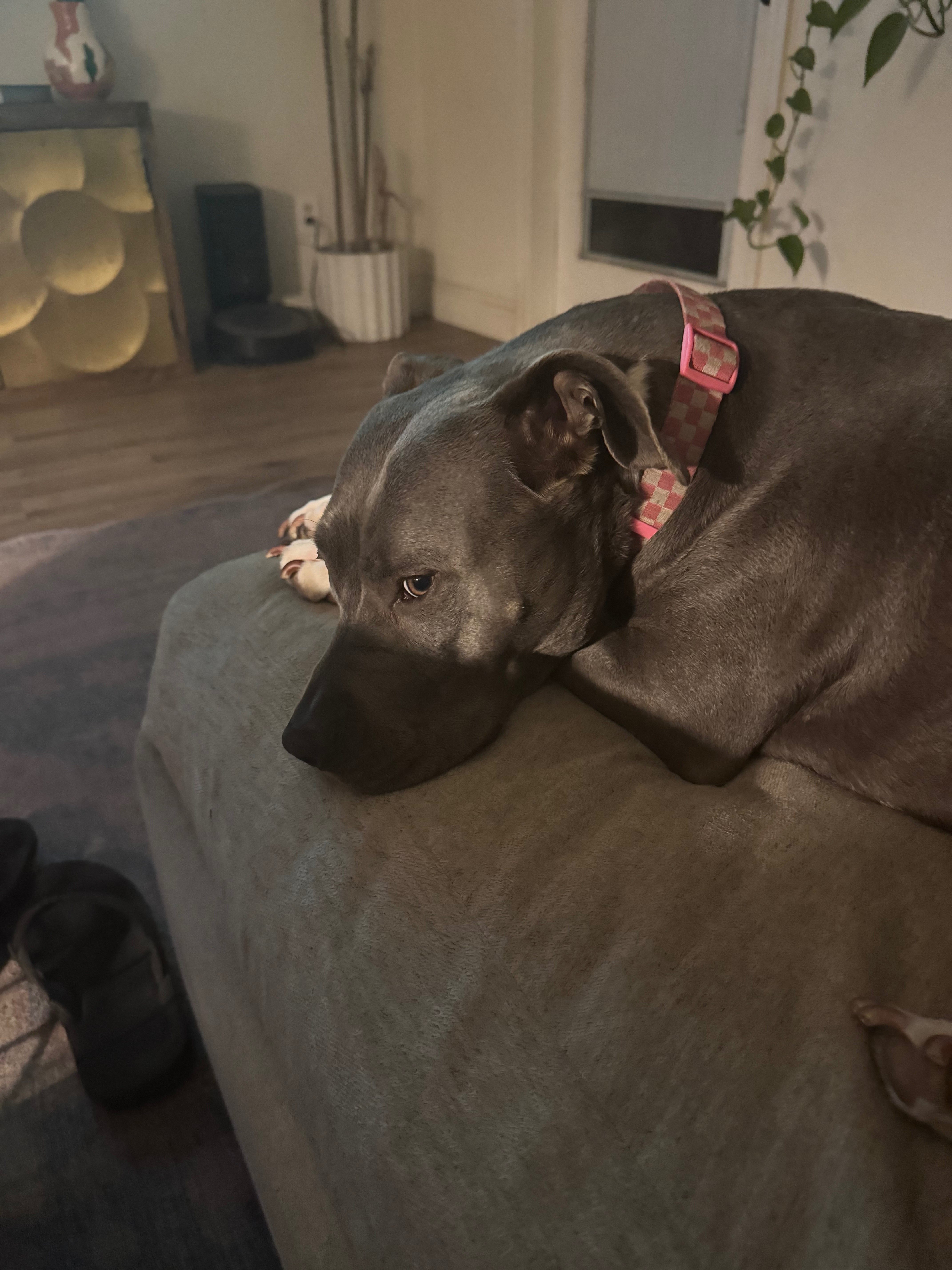 Save Domino: Urgent Surgery Needed campaign photo, 5 of 8
